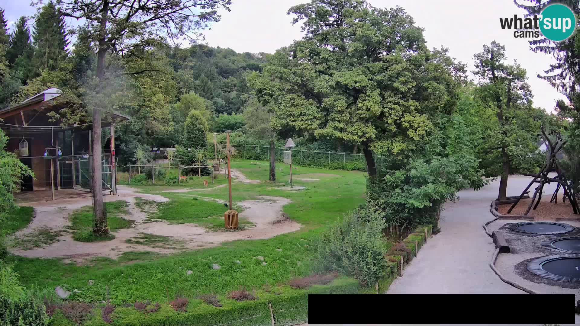 Webcam Zoo Ljubljana – Jirafas