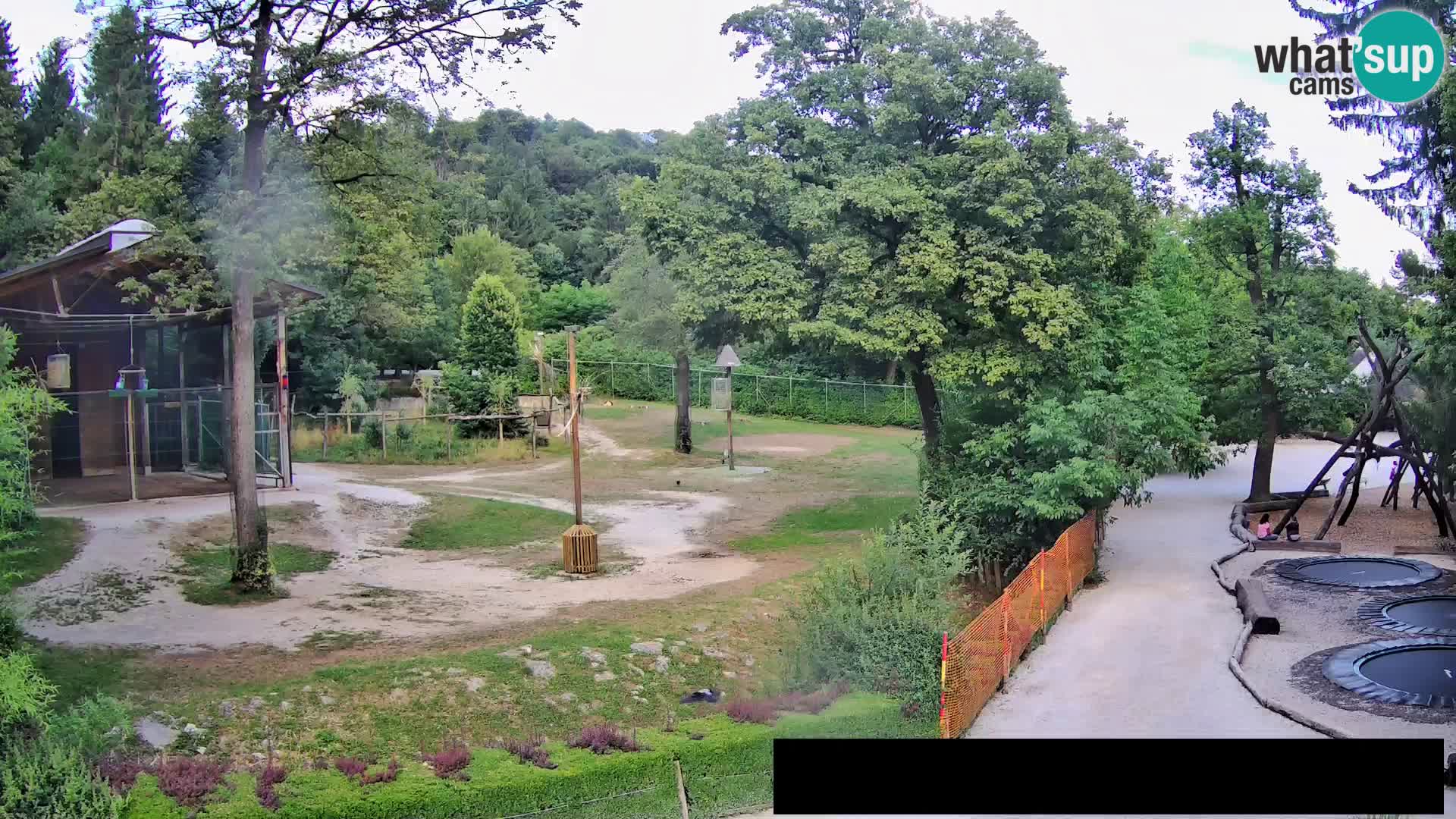 Webcam live Zoo Lubiana – Giraffe