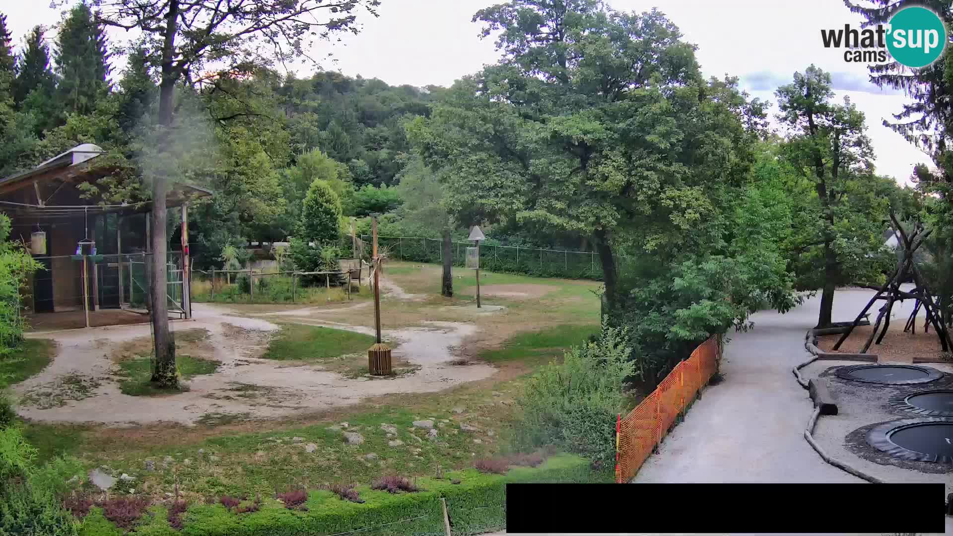 Webcam Zoo Ljubljana – Jirafas