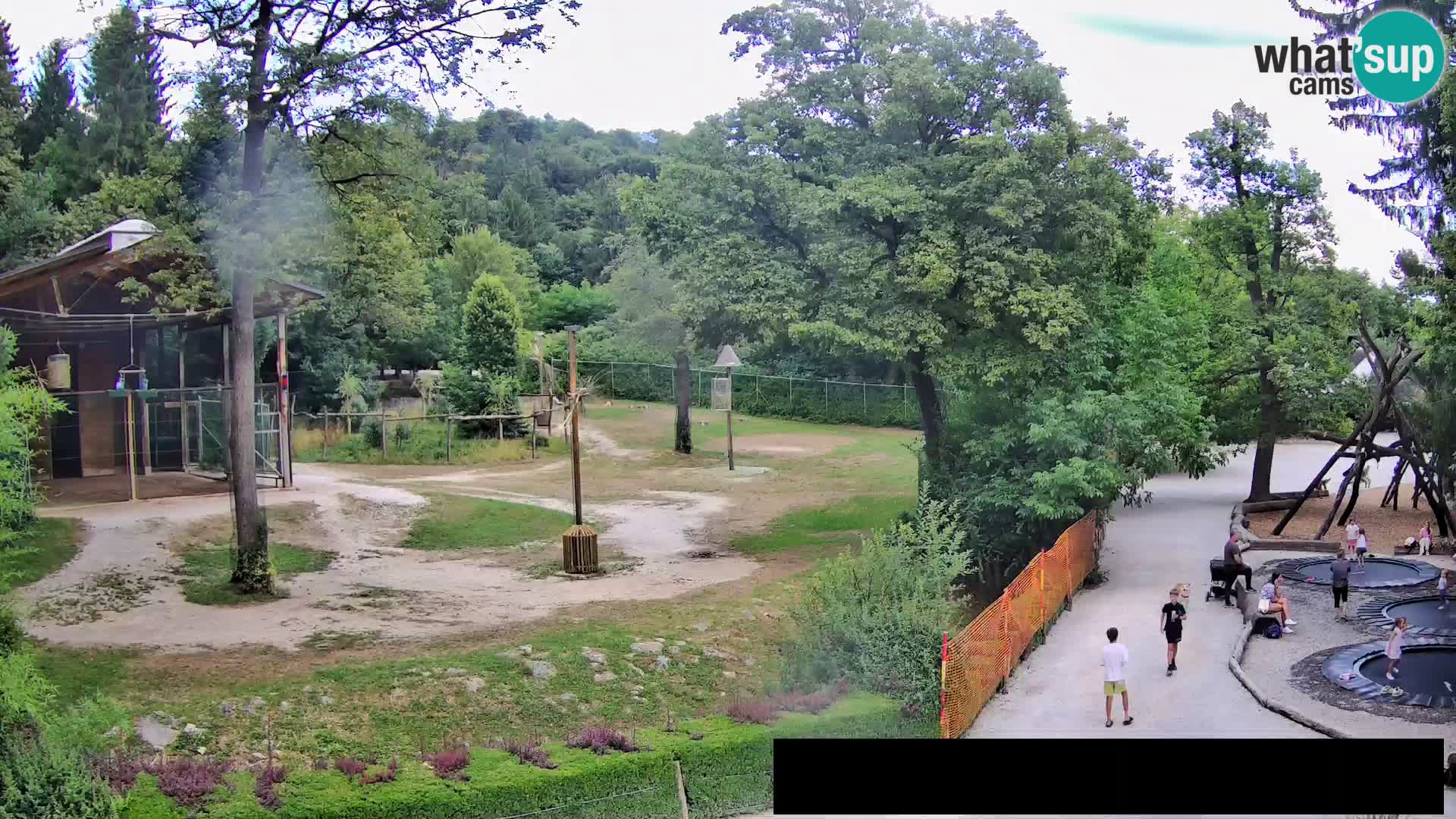 Webcam Zoo Ljubljana – Giraffen