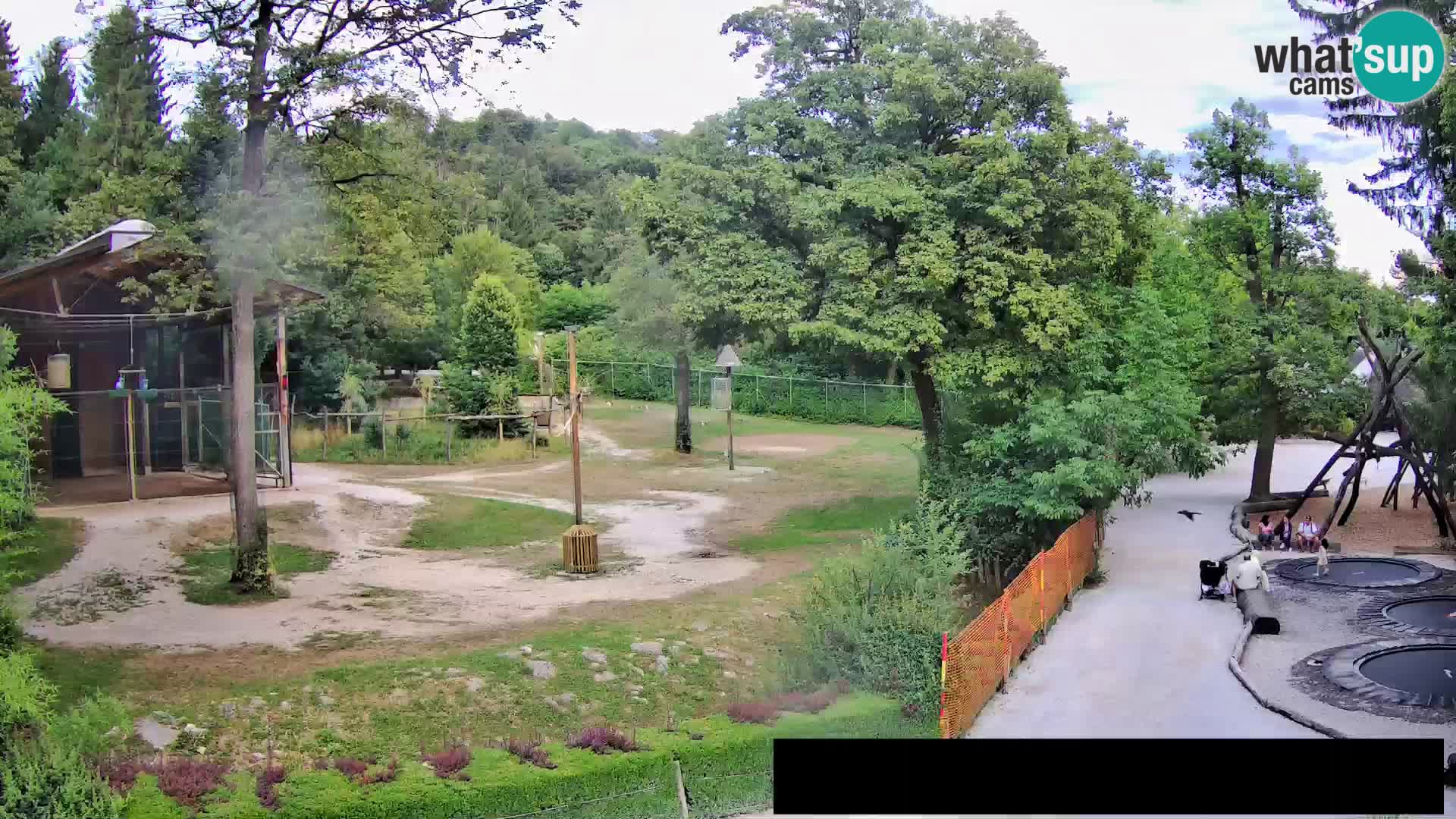 Web kamera Zoo Ljubljana – Žirafe