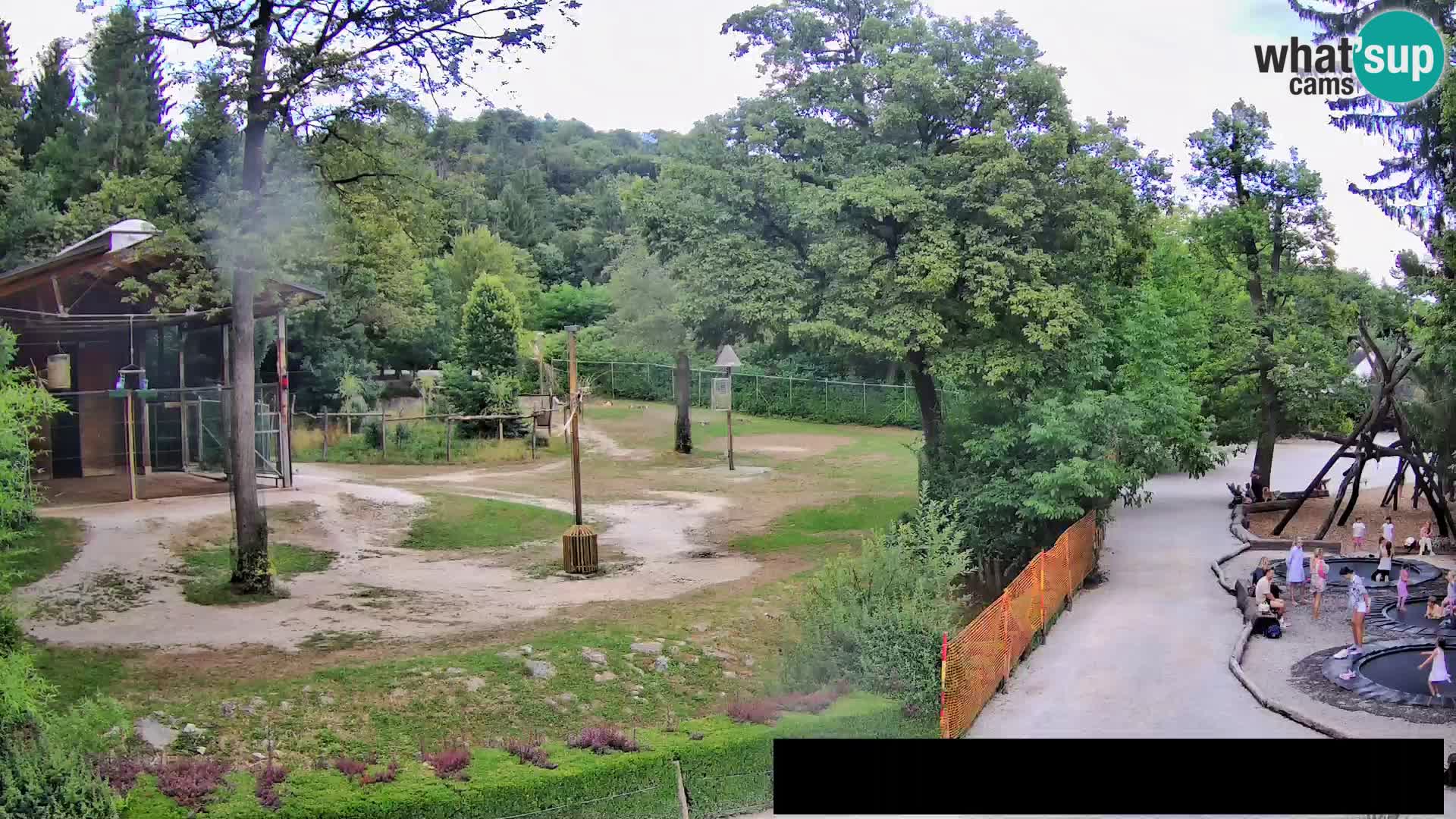 Web kamera Zoo Ljubljana – Žirafe