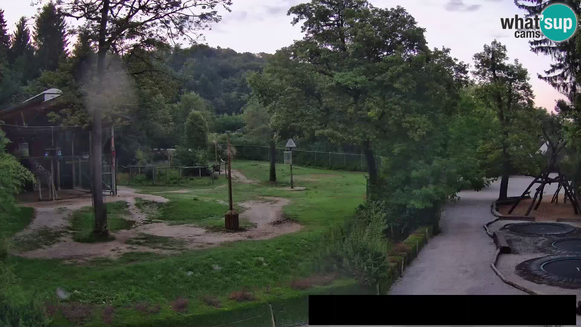Webcam Zoo Ljubljana – Giraffes