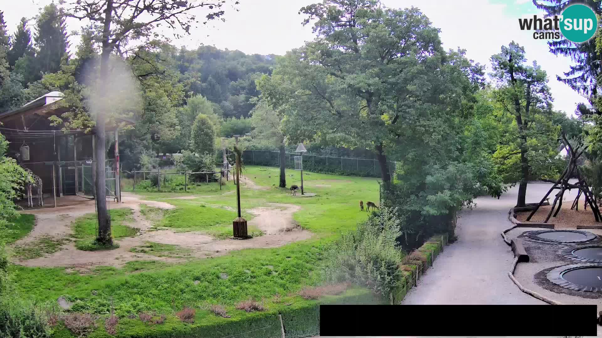 Webcam Zoo Ljubljana – Giraffes