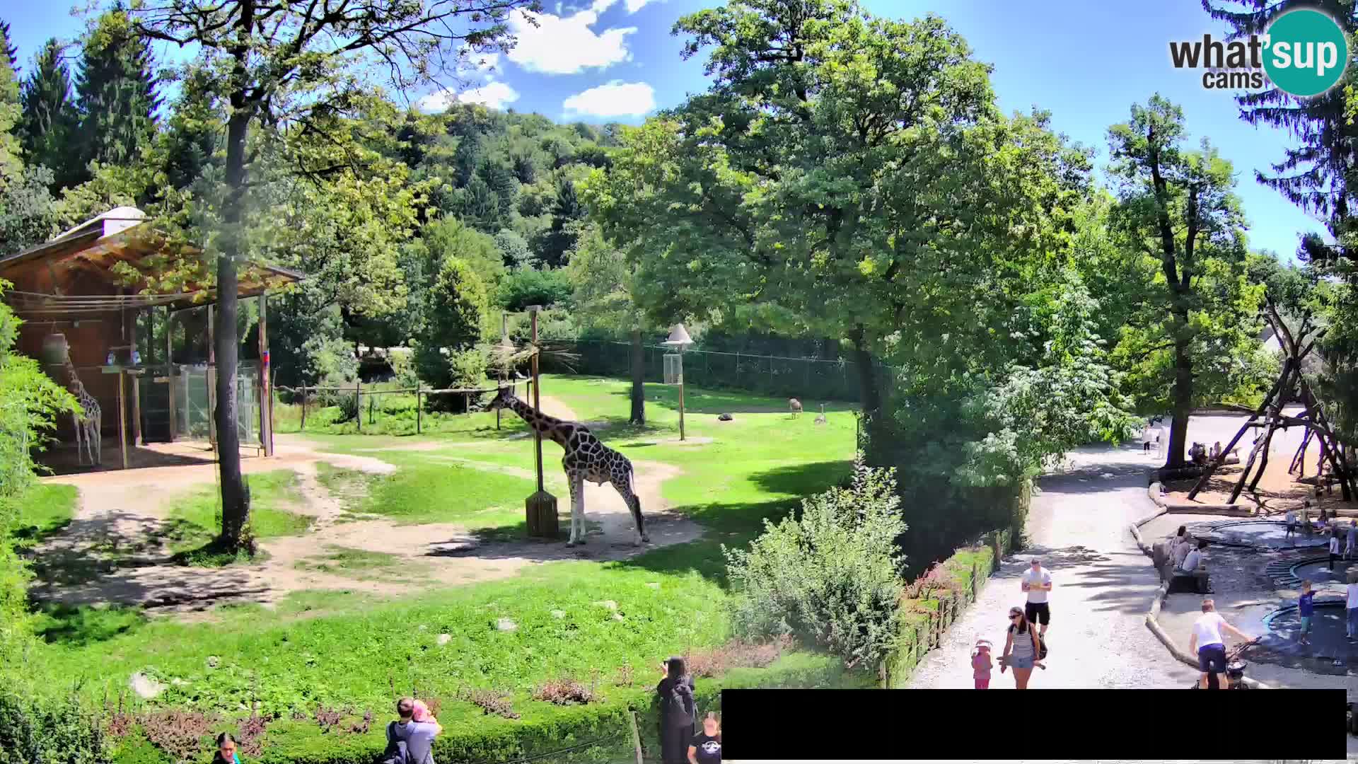 Webcam Zoo Ljubljana – Giraffes