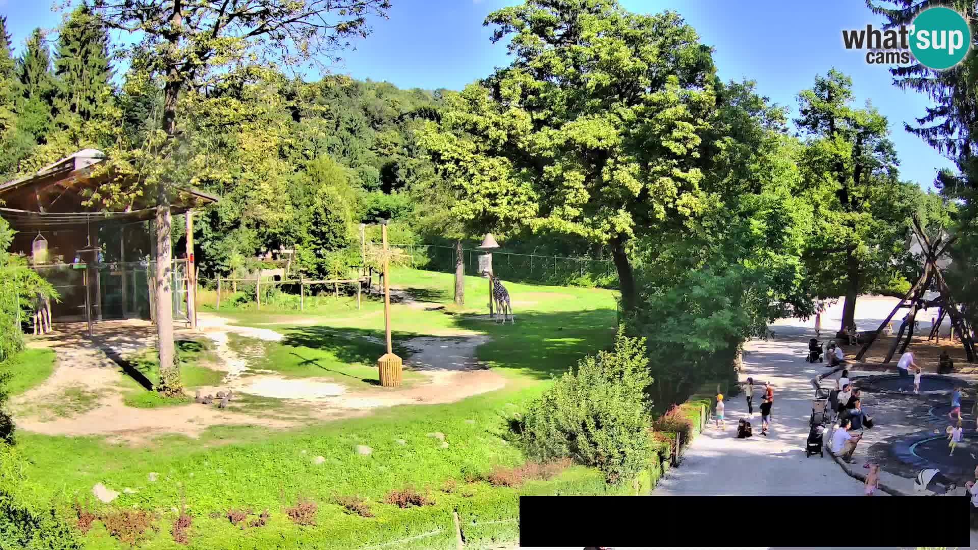 Webcam Zoo Ljubljana – Giraffes