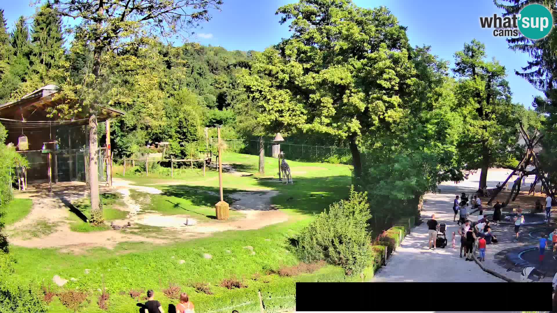 Webcam Zoo Ljubljana – Jirafas