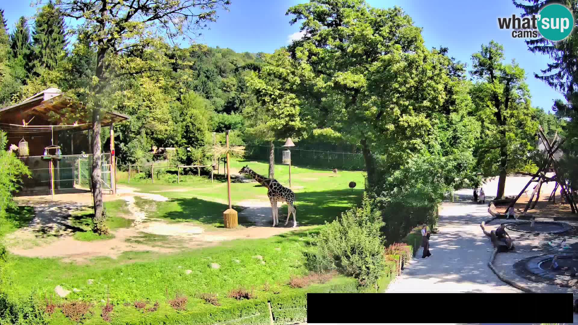 Webcam Zoo Ljubljana – Giraffes