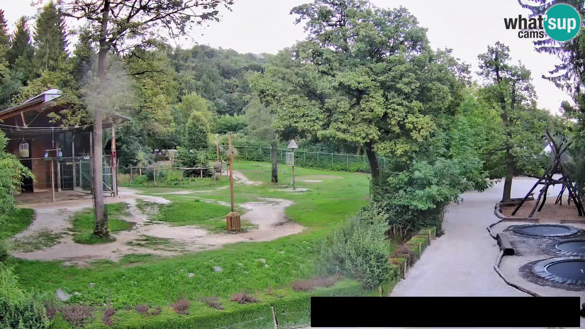 Web kamera Zoo Ljubljana – Žirafe