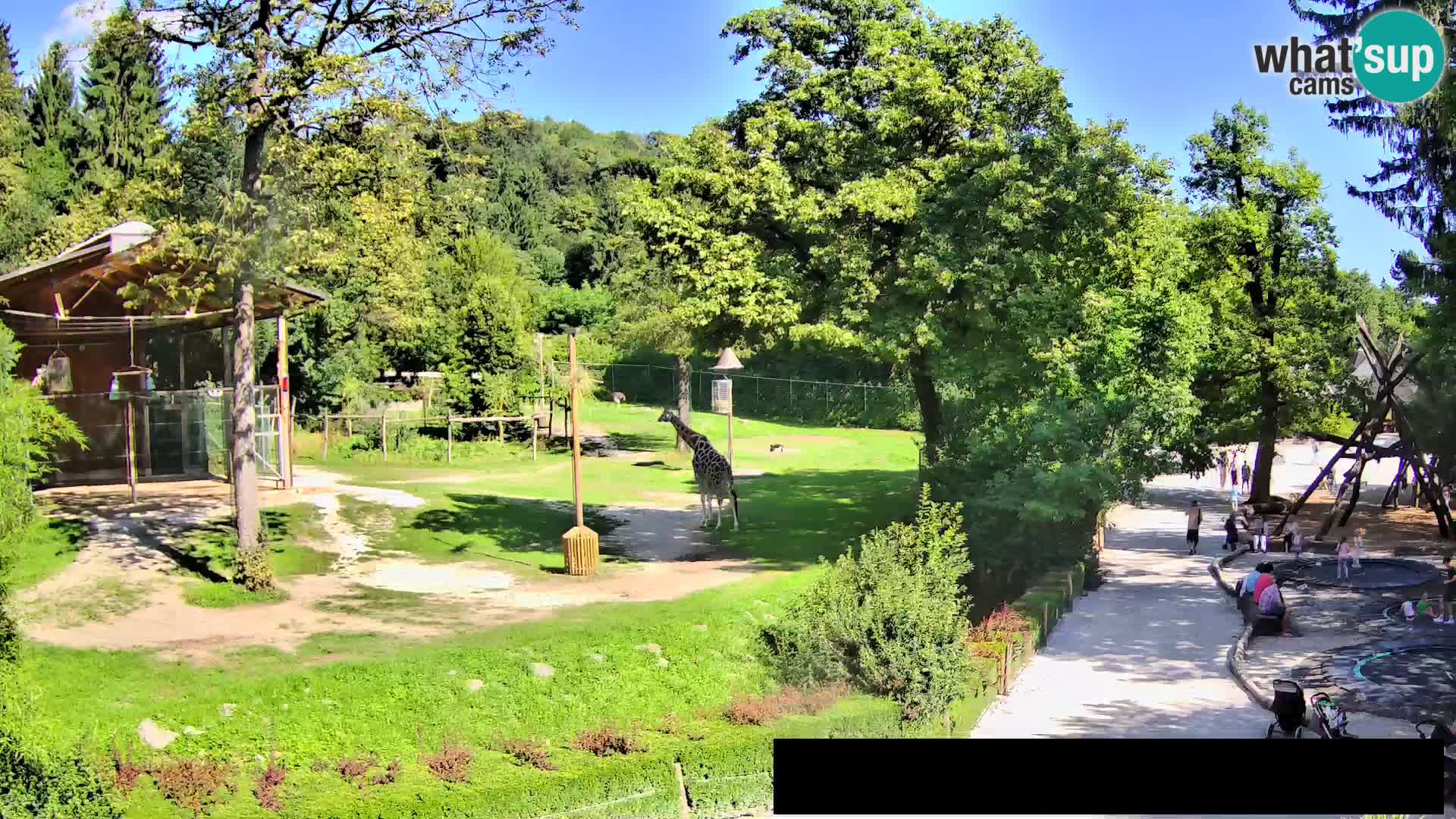 Webcam Zoo Ljubljana – Giraffes