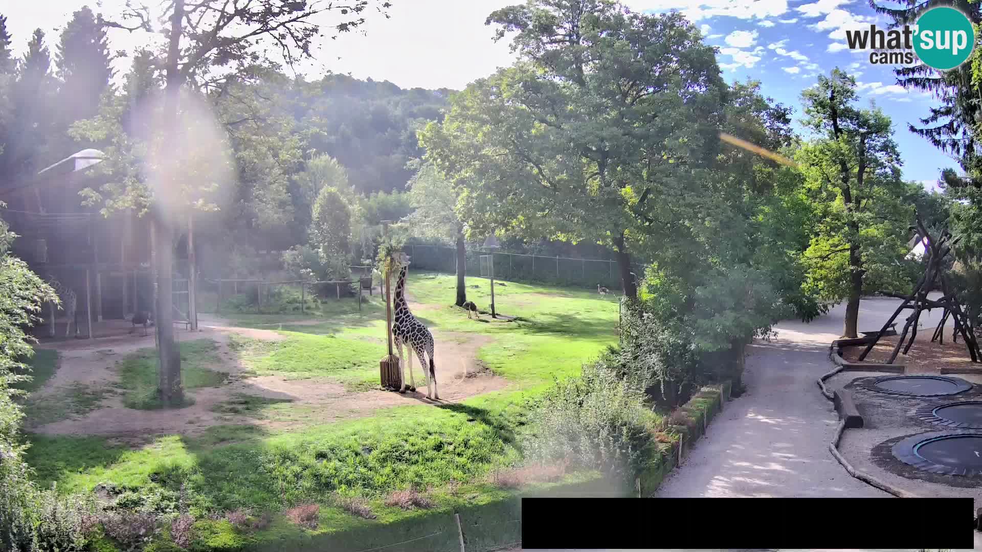 Webcam live Zoo Lubiana – Giraffe