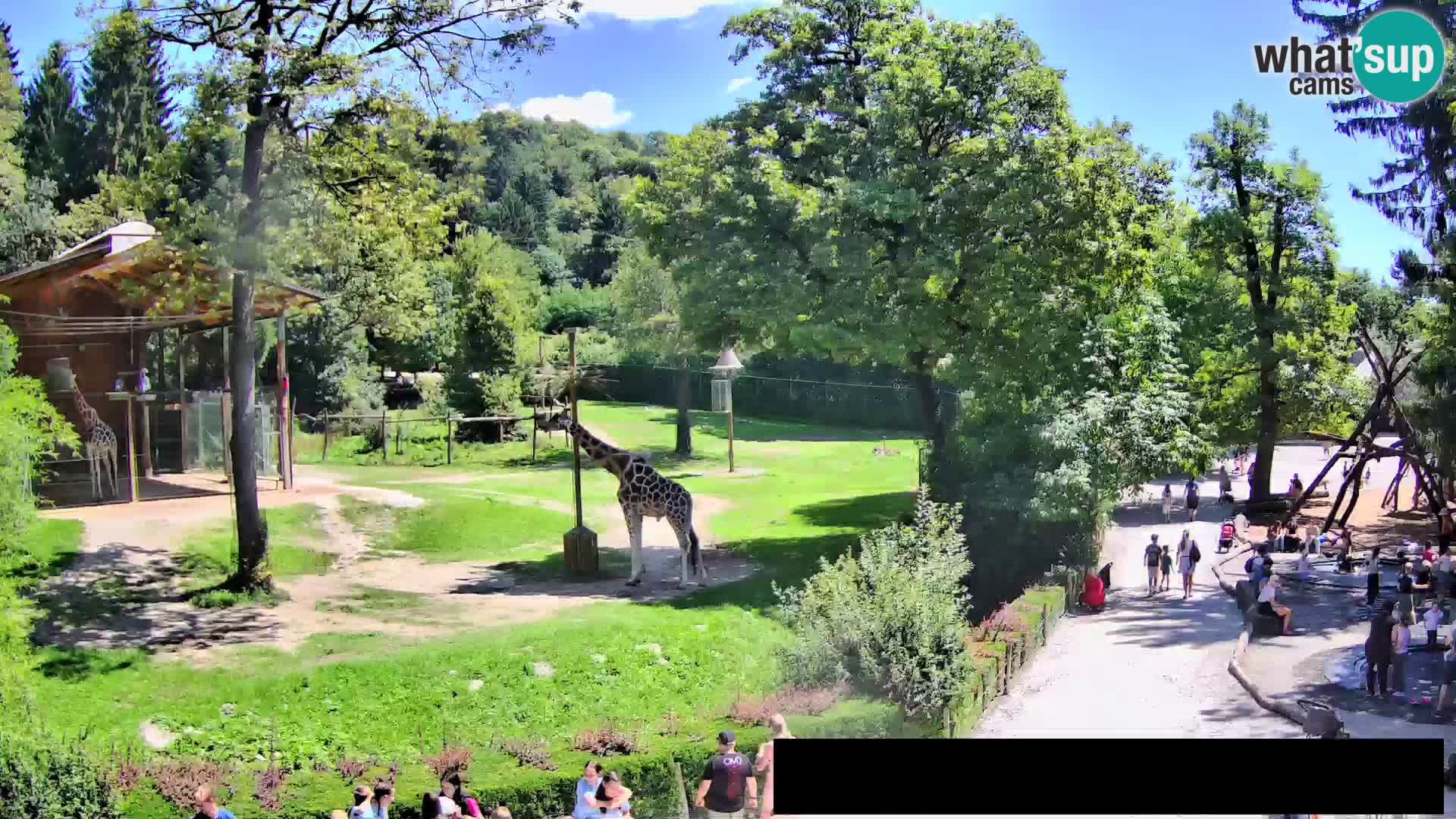 Web kamera Zoo Ljubljana – Žirafe