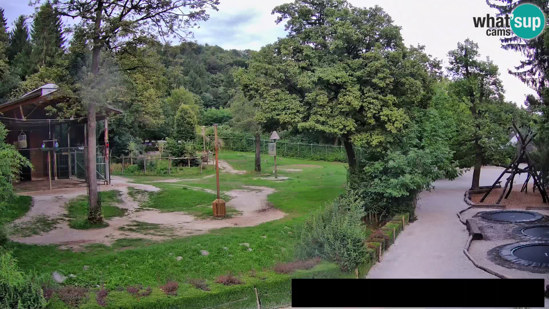 Webcam live Zoo Lubiana – Giraffe