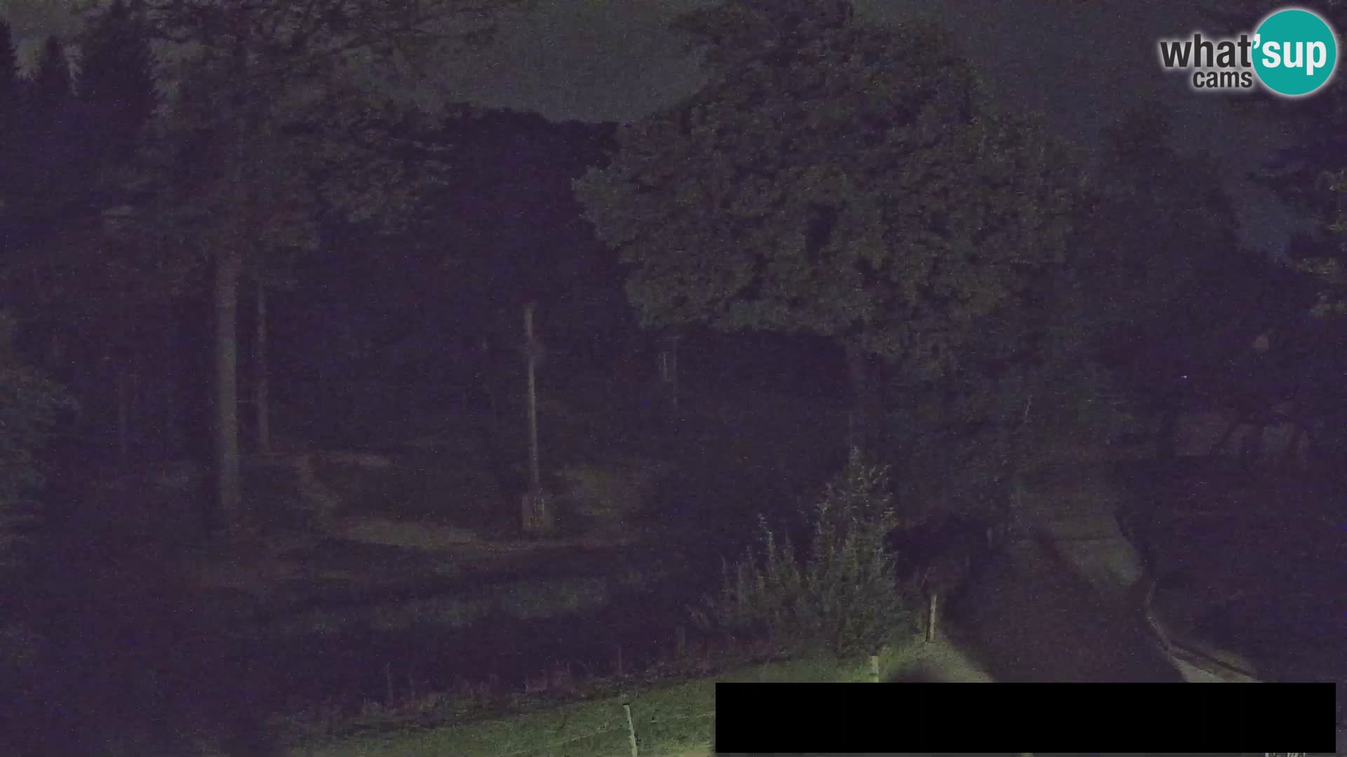 Webcam live Zoo Lubiana – Giraffe