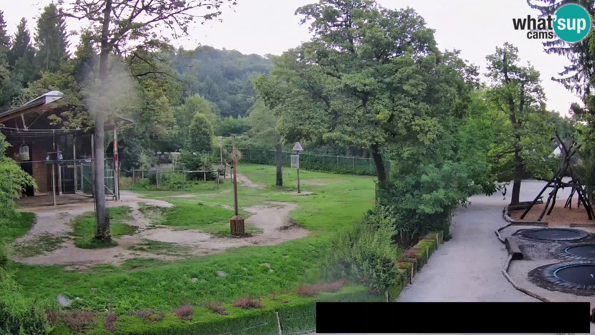 Webcam Zoo Ljubljana – Jirafas