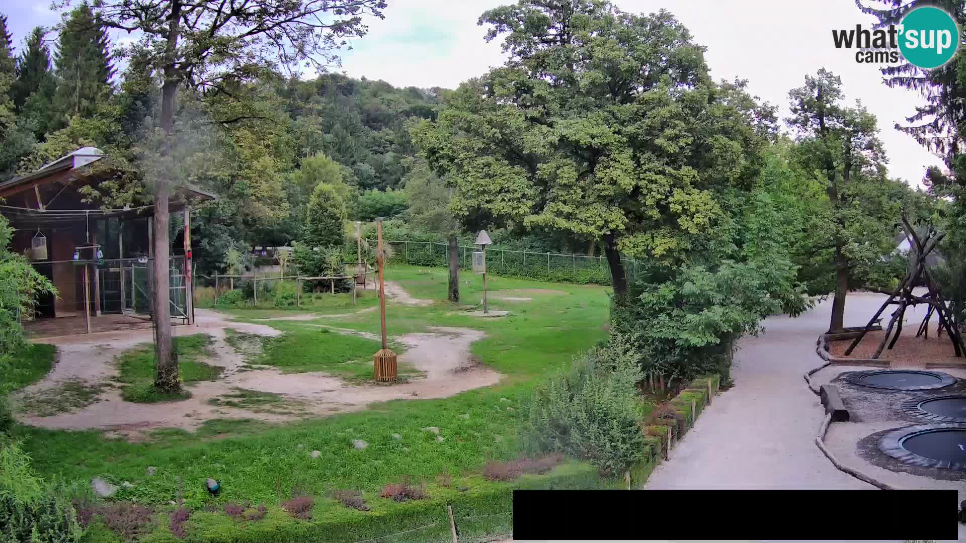 Webcam live Zoo Lubiana – Giraffe