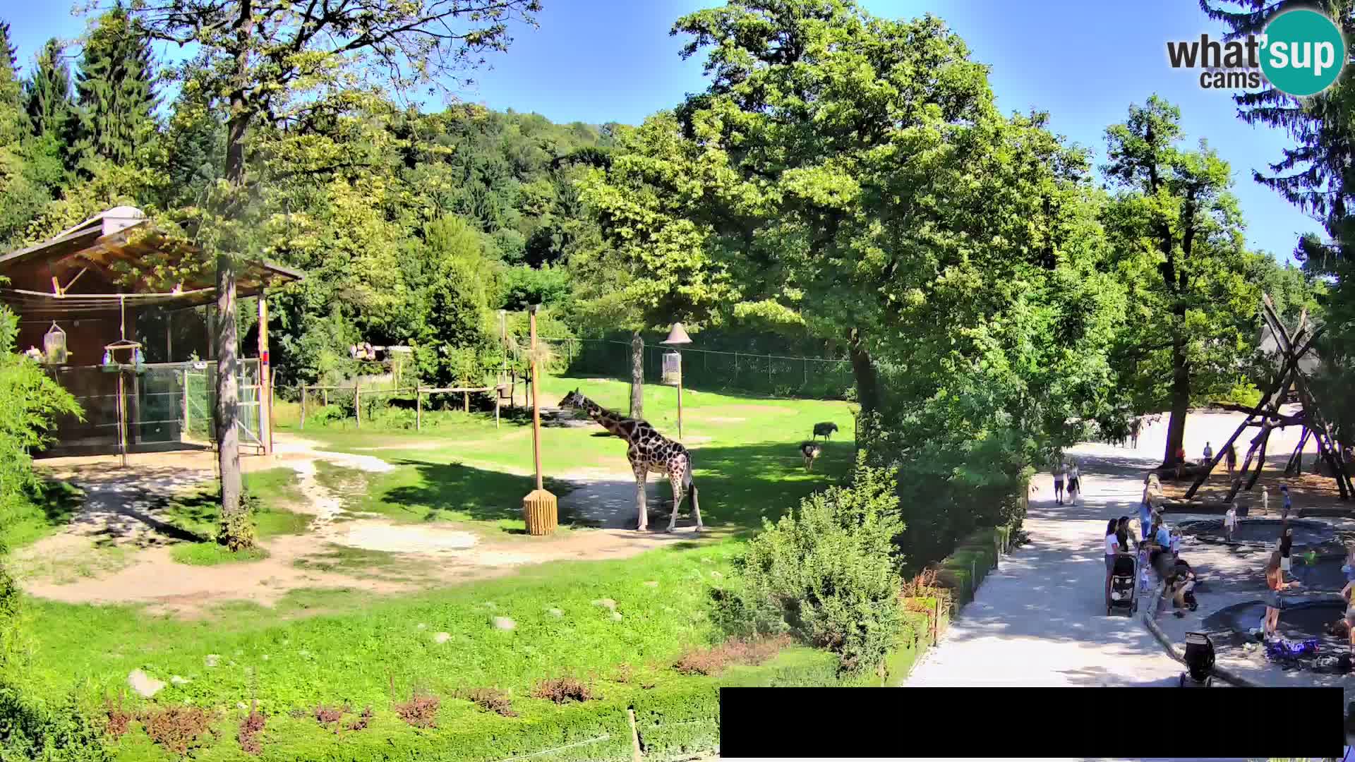 Webcam Zoo Ljubljana – Jirafas