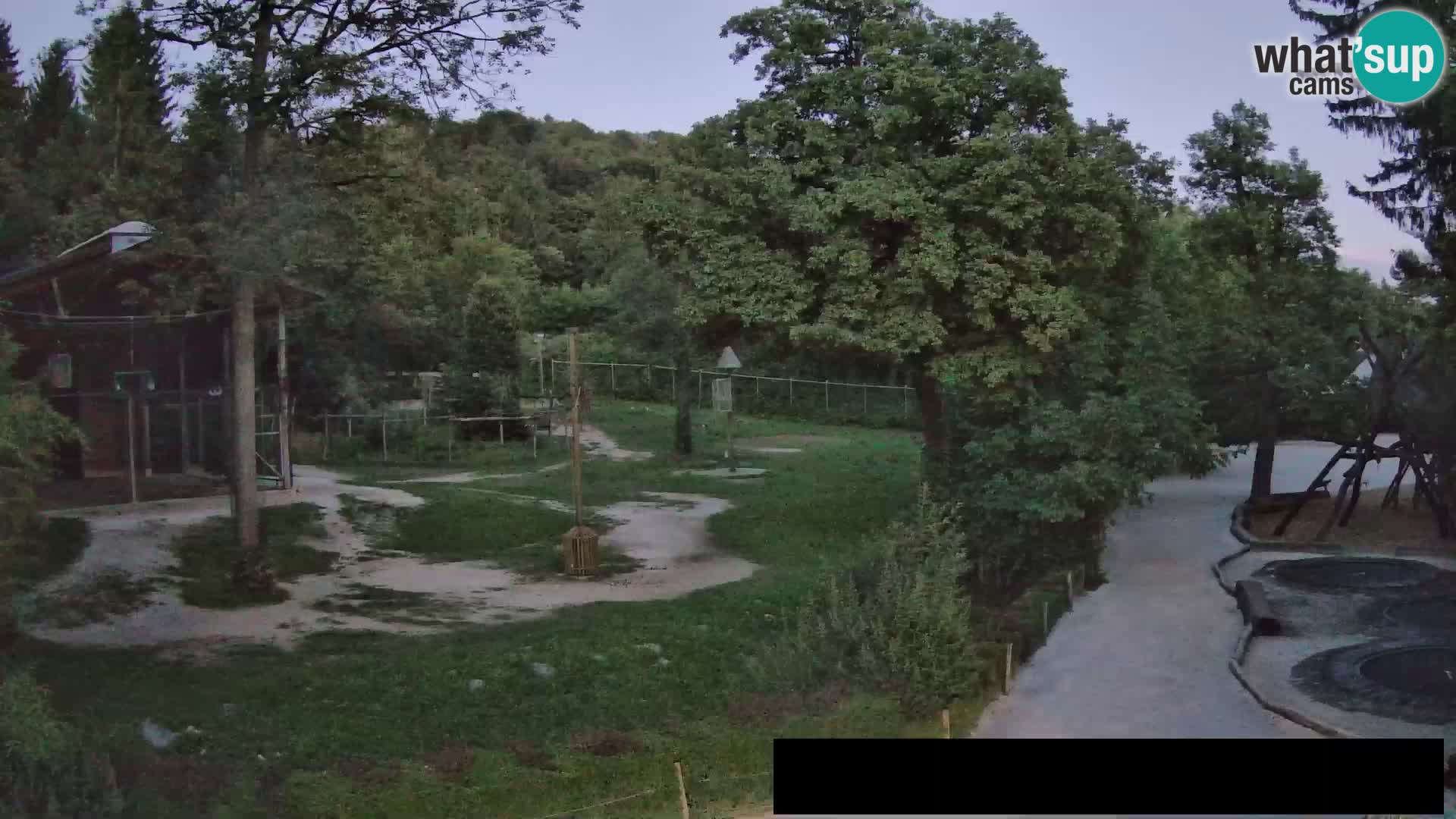 Web kamera Zoo Ljubljana – Žirafe