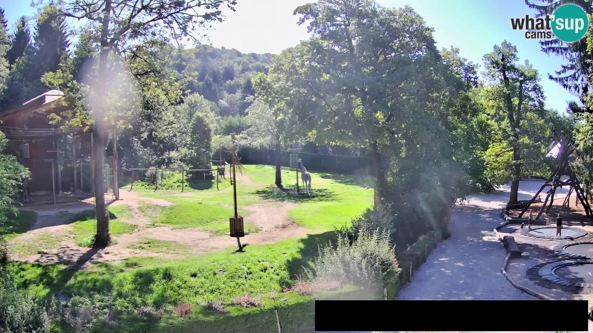 Webcam live Zoo Lubiana – Giraffe