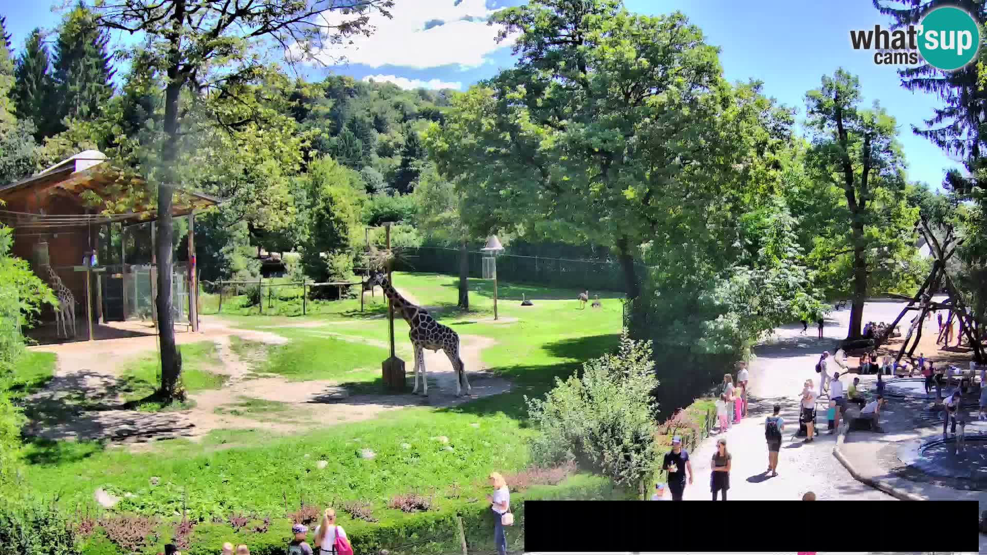 Web kamera Zoo Ljubljana – Žirafe