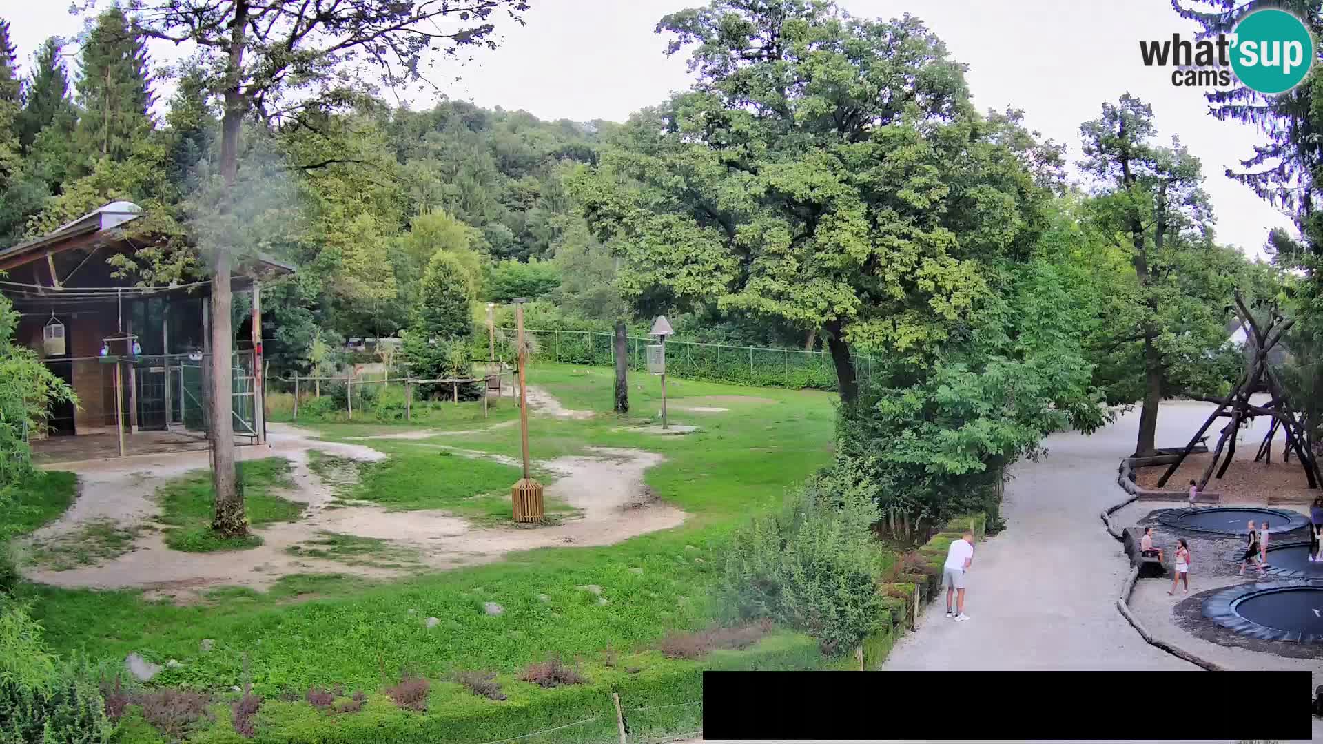 Webcam Zoo Ljubljana – Giraffes