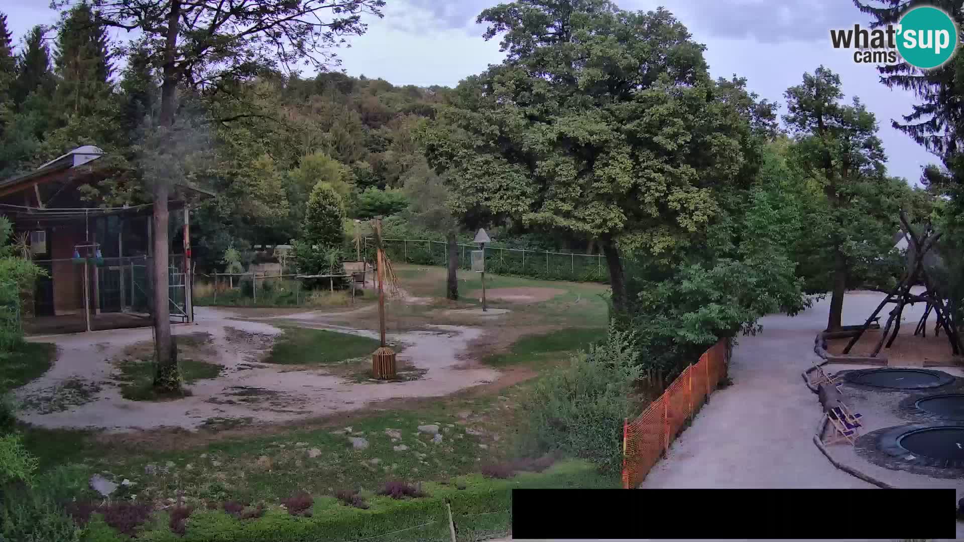 Webcam Zoo Ljubljana – Giraffes