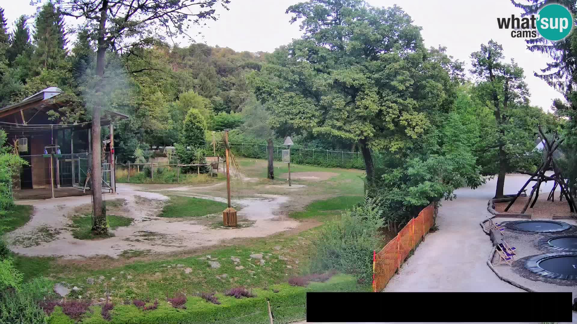 Webcam Zoo Ljubljana – Giraffes