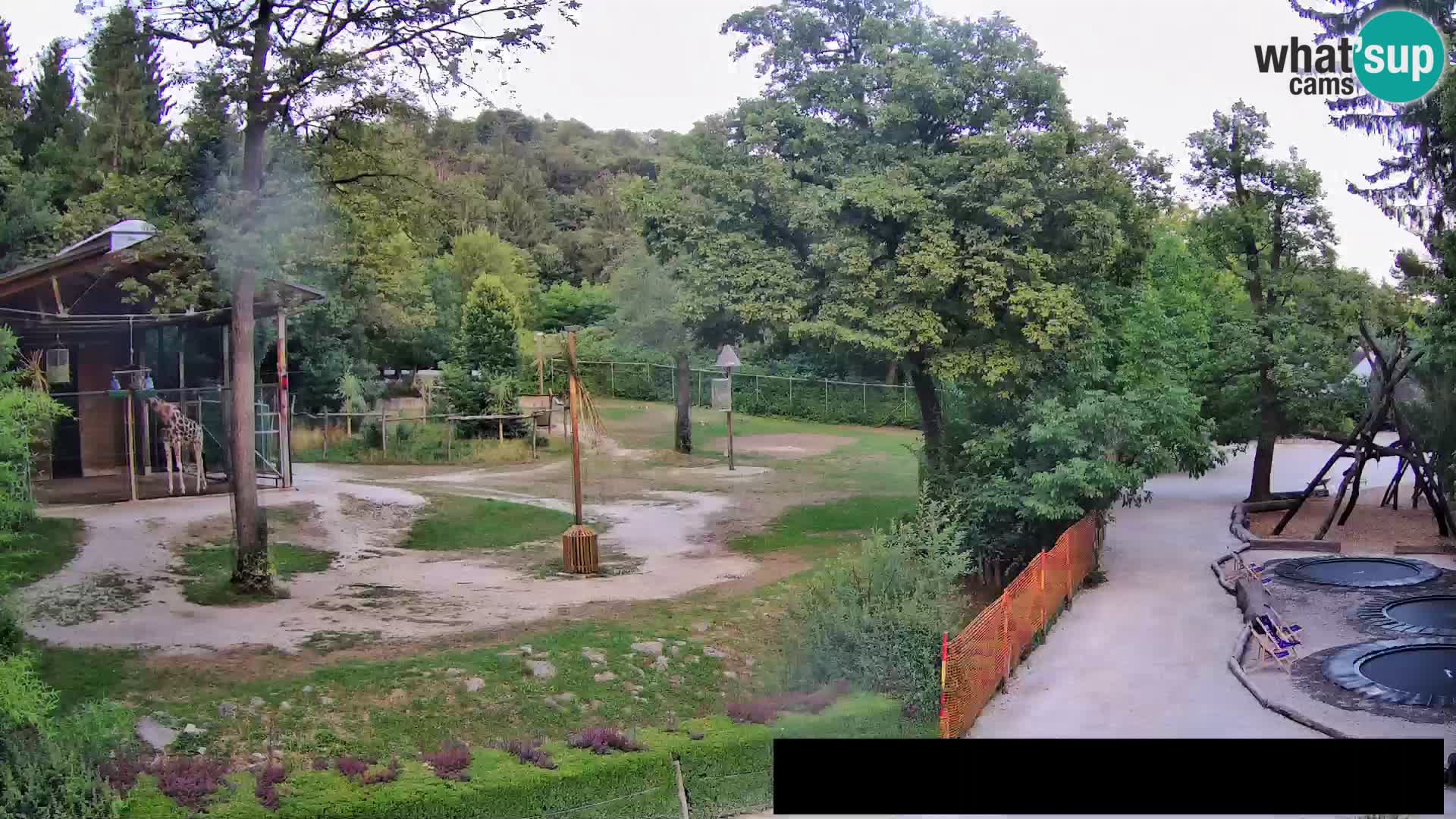 Webcam Zoo Ljubljana – Giraffes