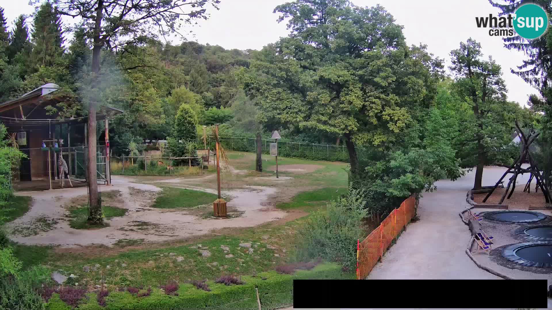 Webcam Zoo Ljubljana – Giraffes