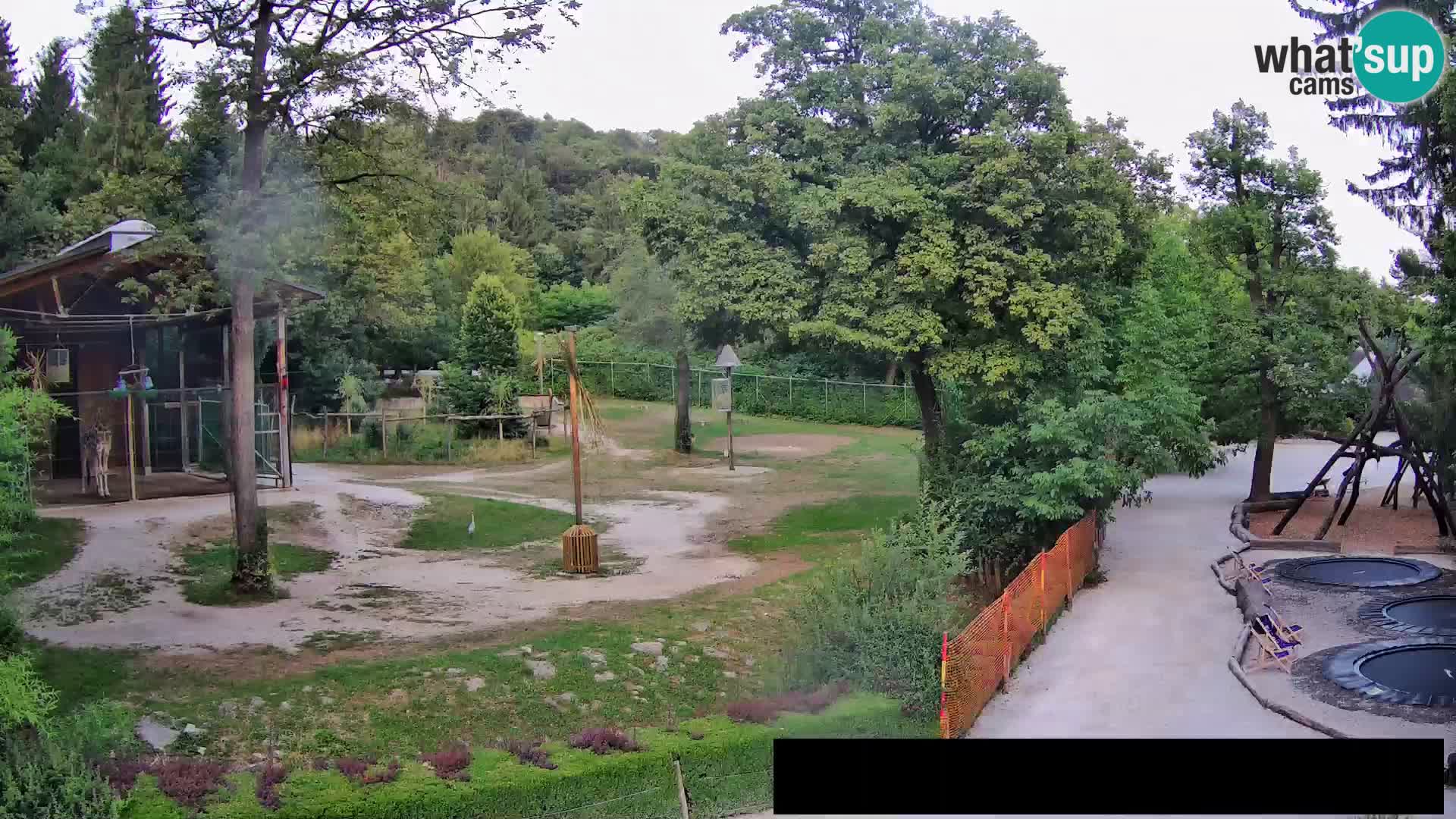 Webcam Zoo Ljubljana – Giraffes