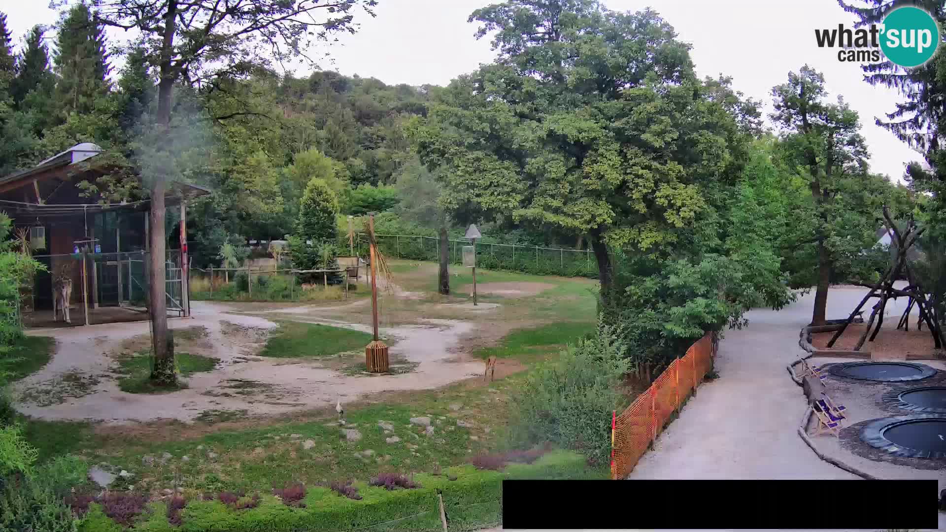 Webcam live Zoo Lubiana – Giraffe