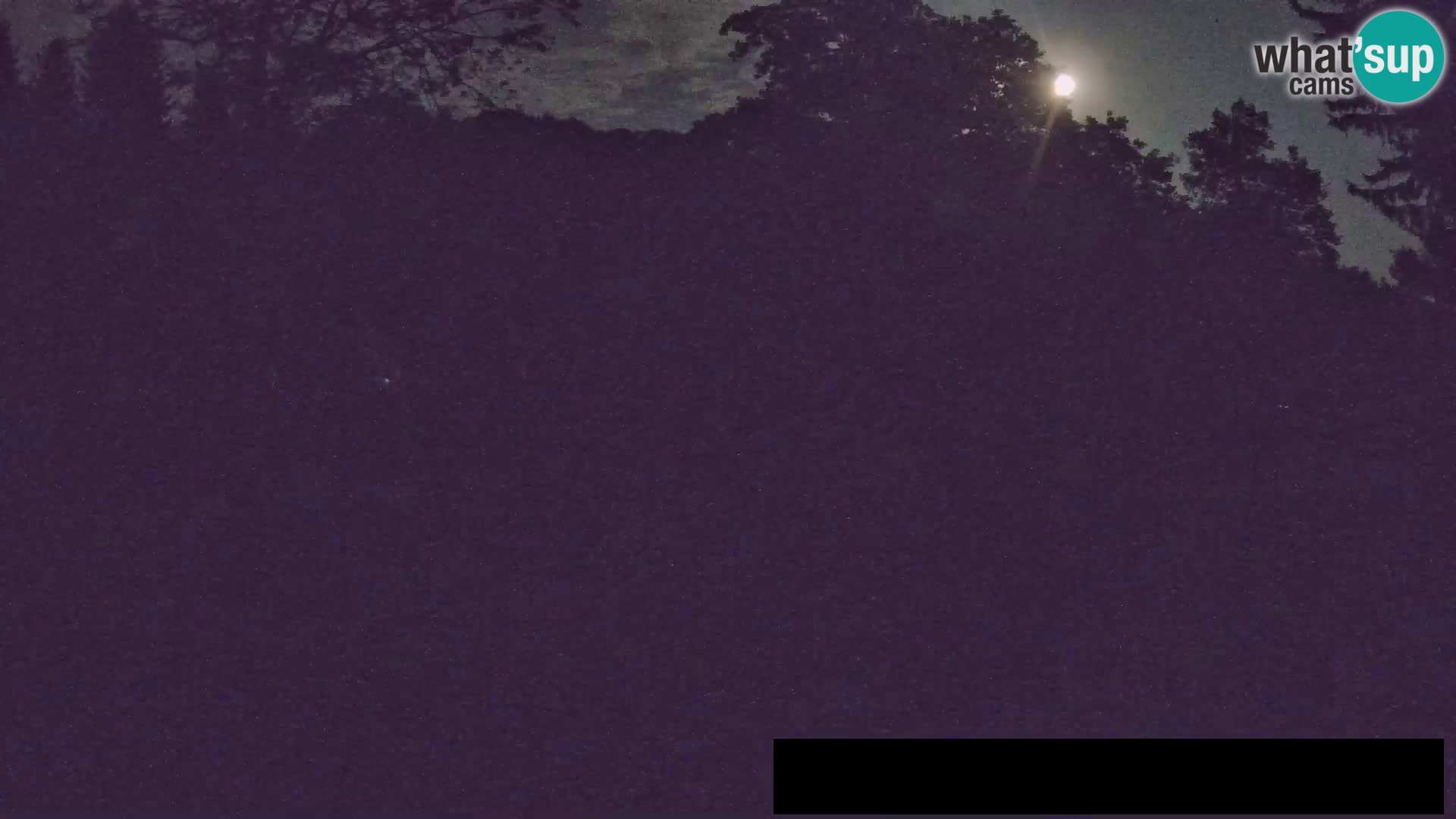 Webcam Zoo Ljubljana – Giraffes