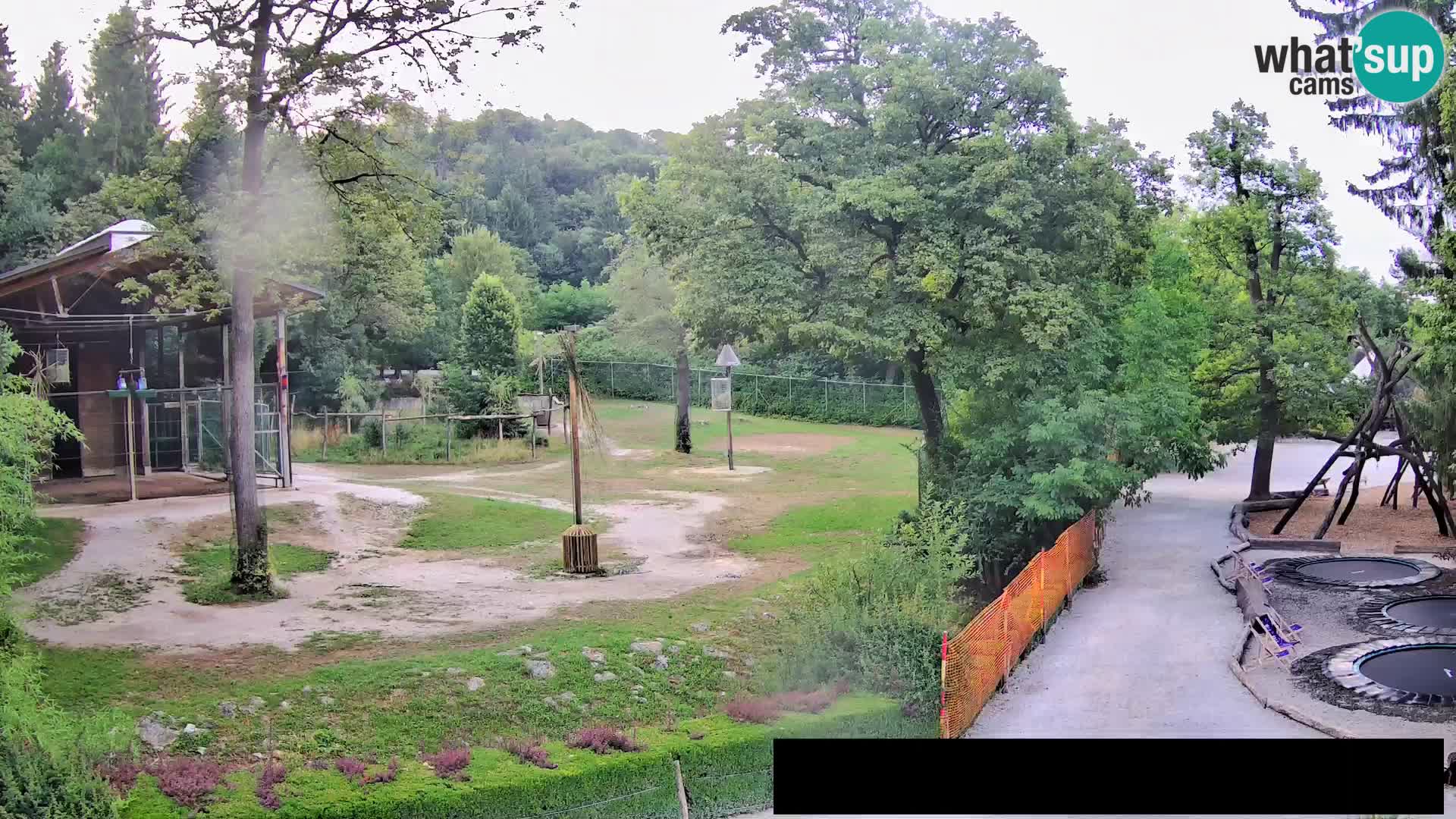 Spletna kamera Živalski vrt Ljubljana – Žirafe