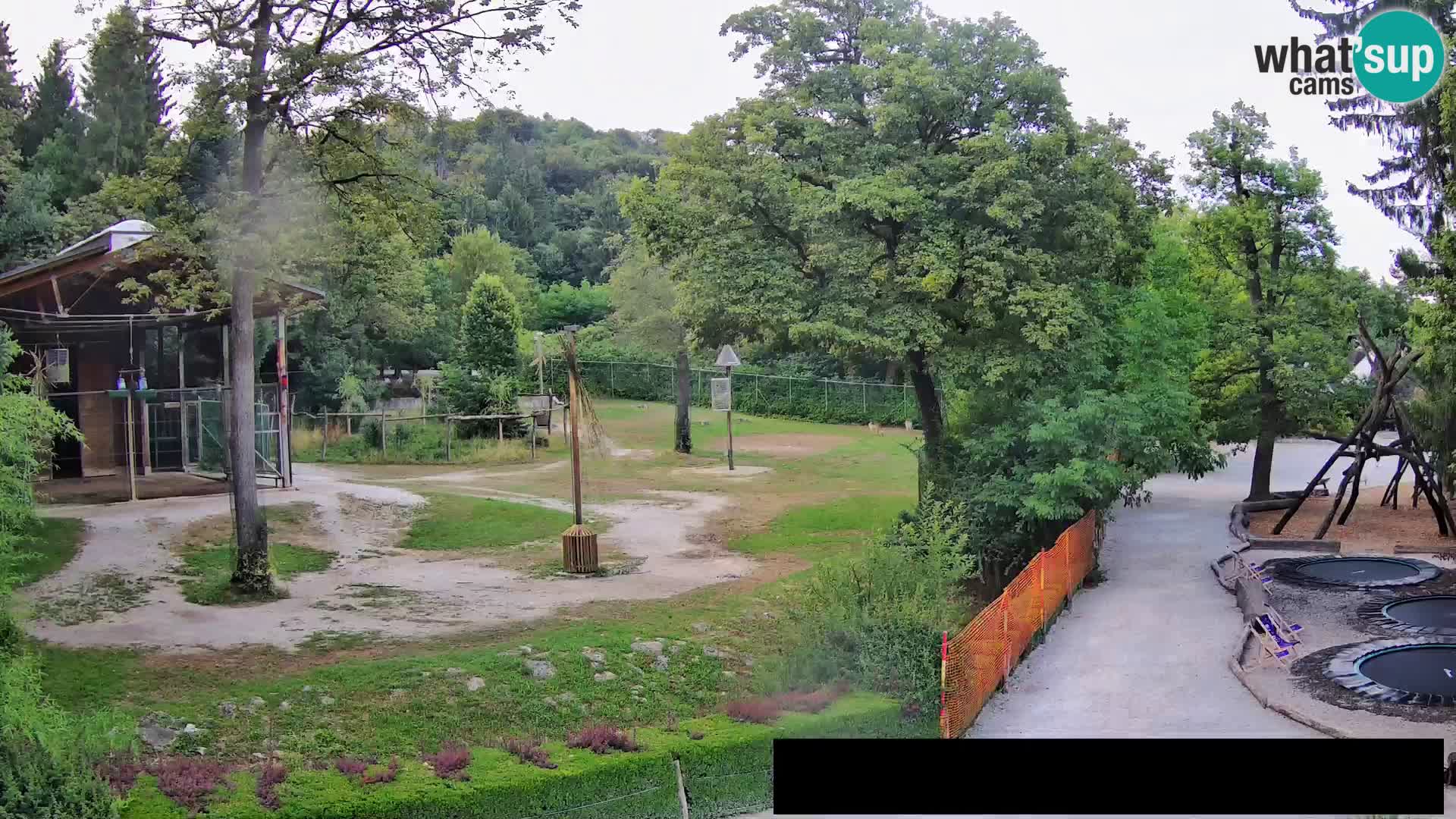 Webcam Zoo Ljubljana – Giraffes