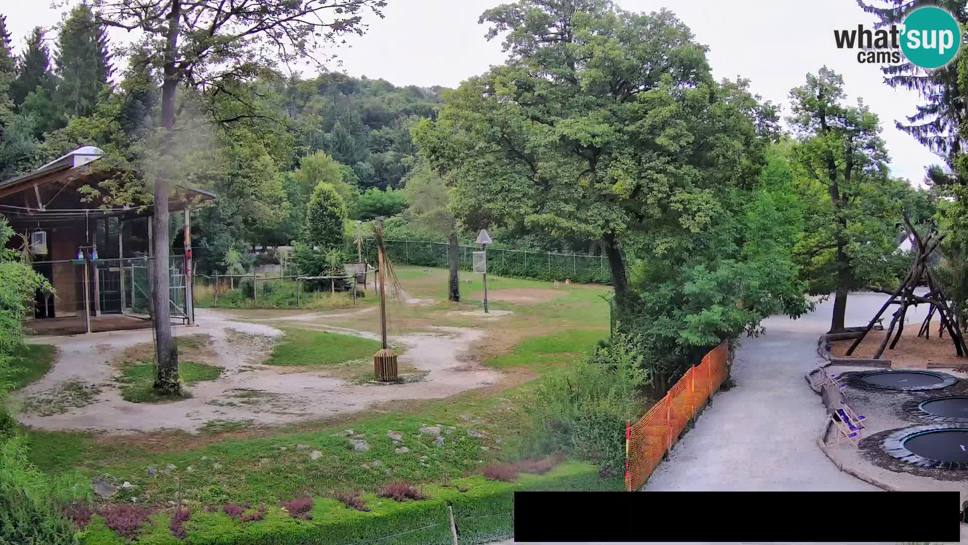 Webcam Zoo Ljubljana – Giraffen