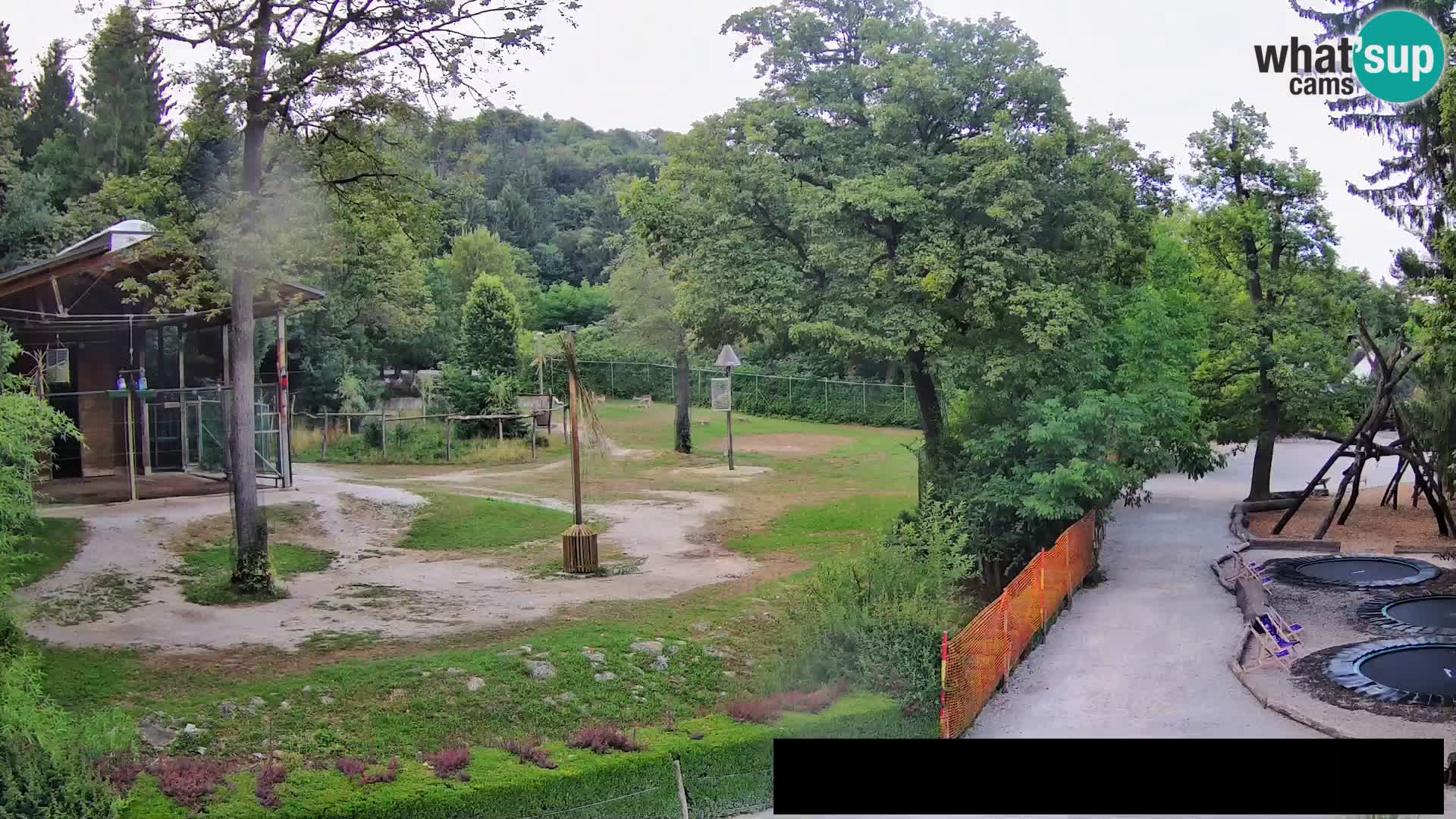 Webcam Zoo Ljubljana – Jirafas