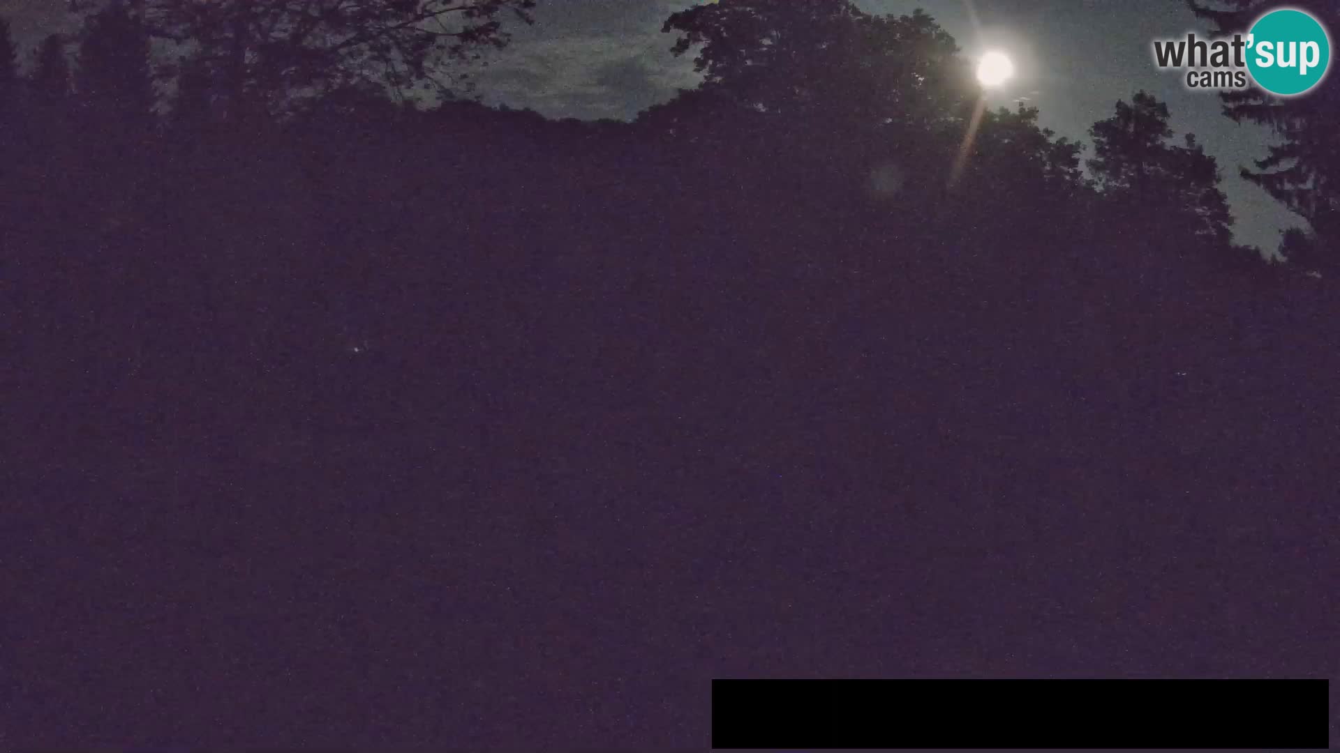 Webcam Zoo Ljubljana – Jirafas