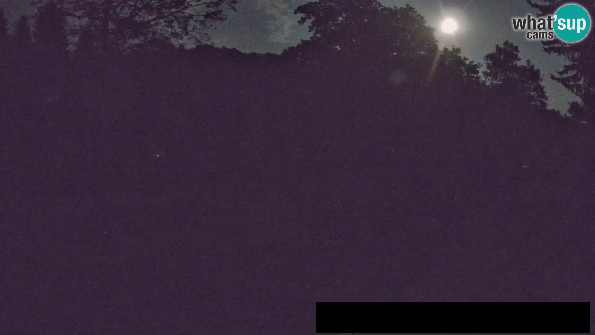 Webcam Zoo Ljubljana – Jirafas
