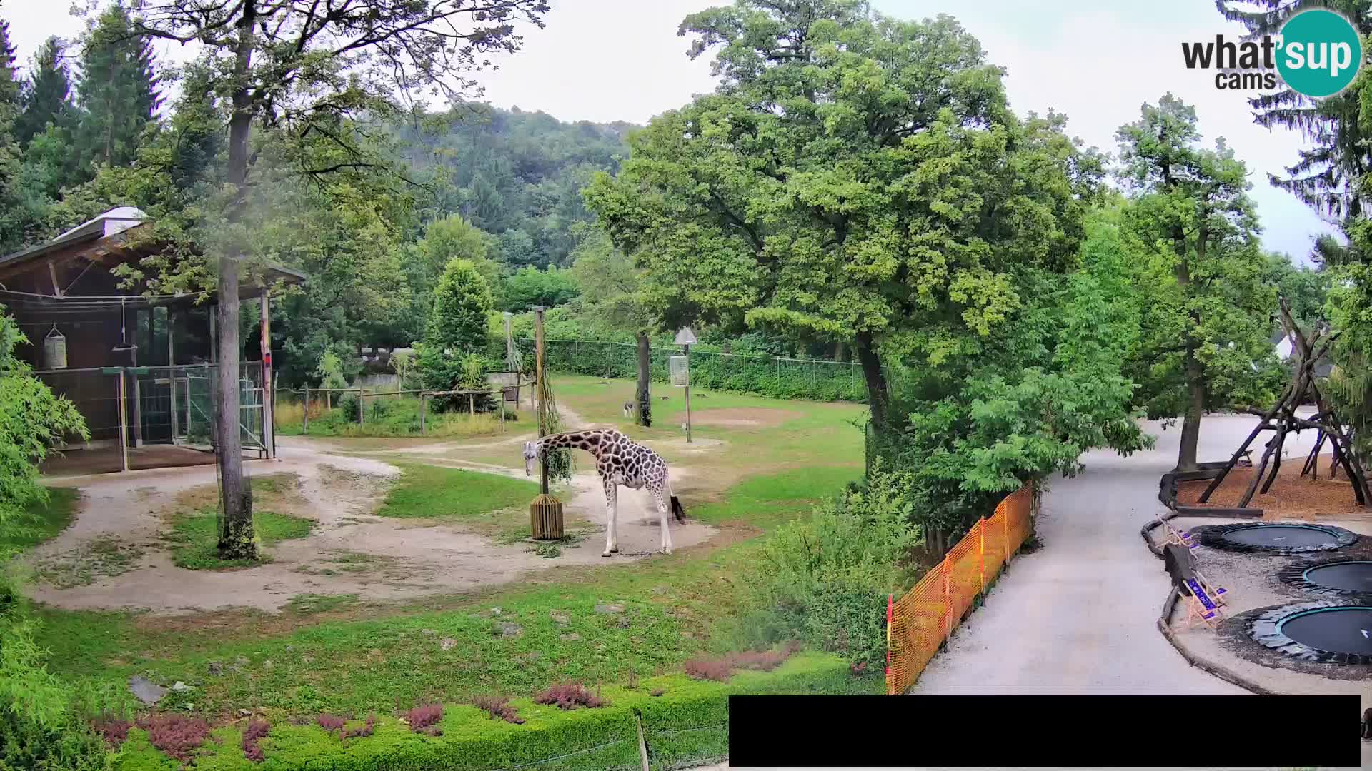 Webcam Zoo Ljubljana – Giraffen