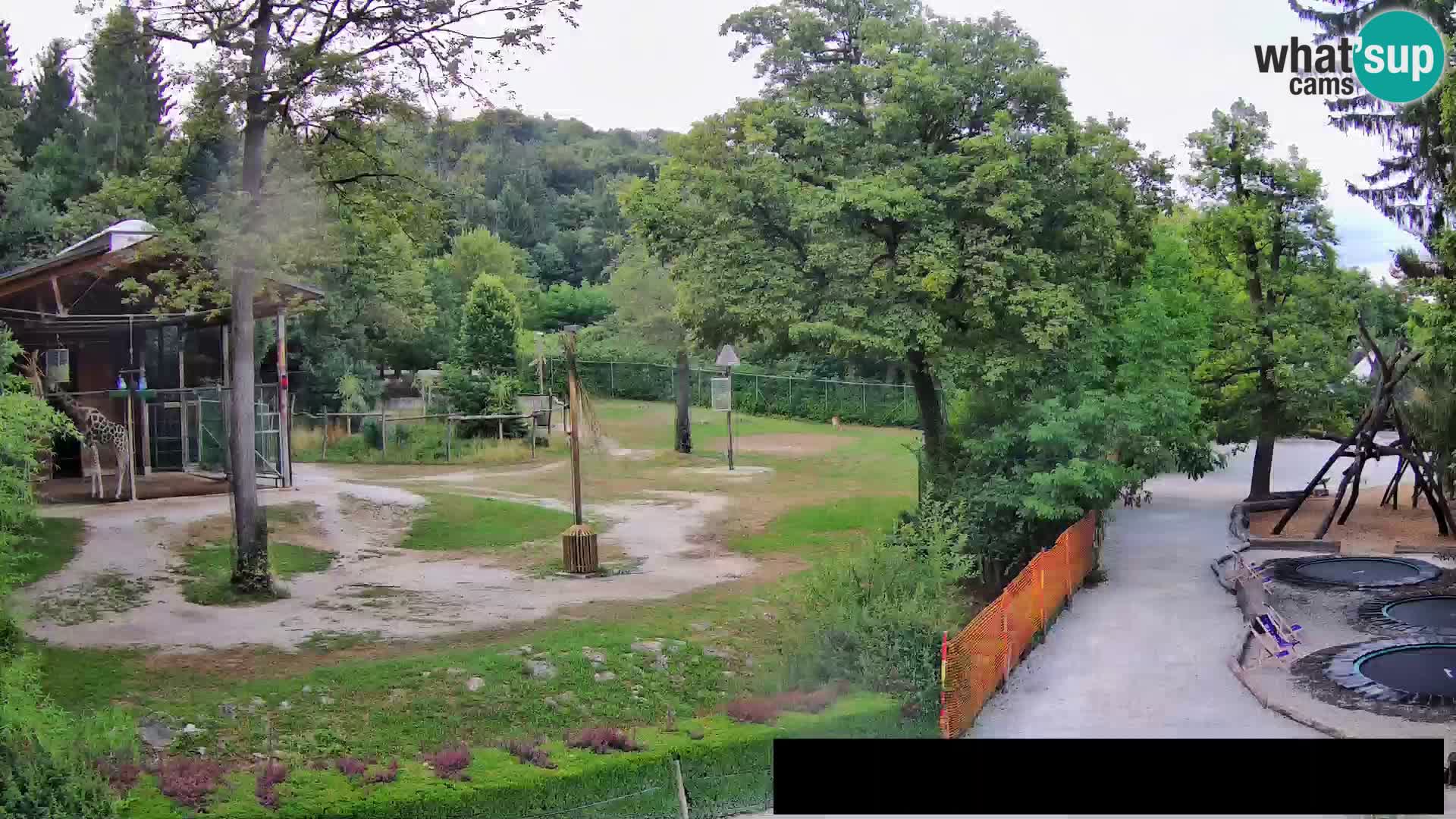 Web kamera Zoo Ljubljana – Žirafe