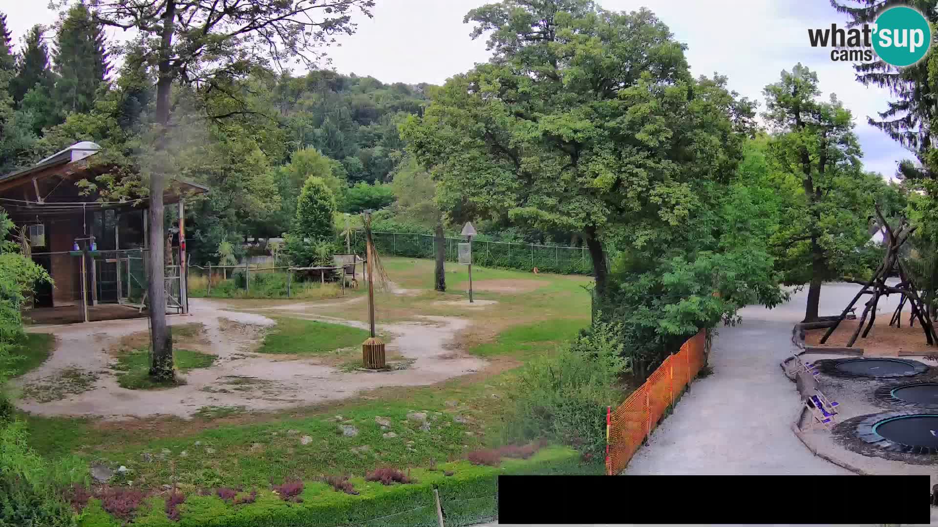 Webcam Zoo Ljubljana – Jirafas