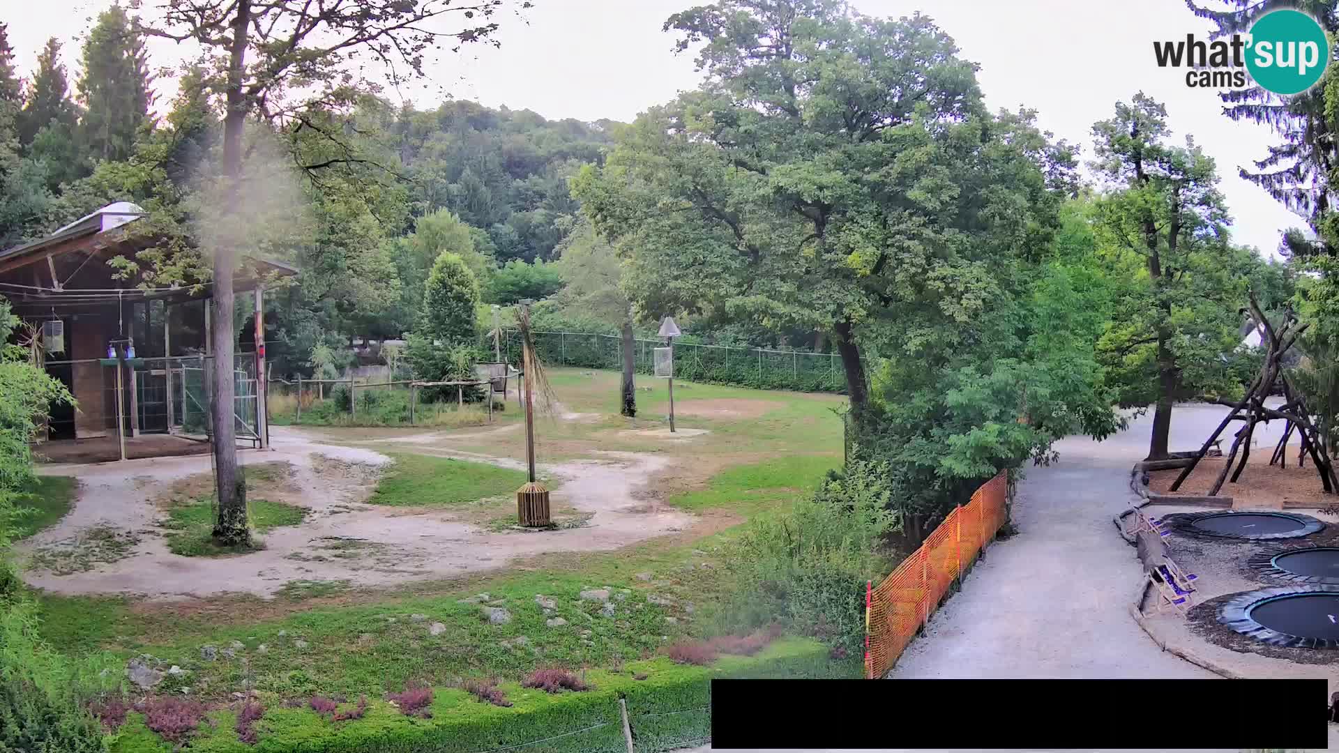 Webcam Zoo Ljubljana – Jirafas