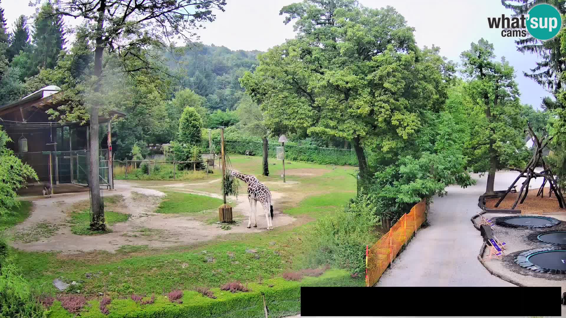 Webcam Zoo Ljubljana – Giraffes
