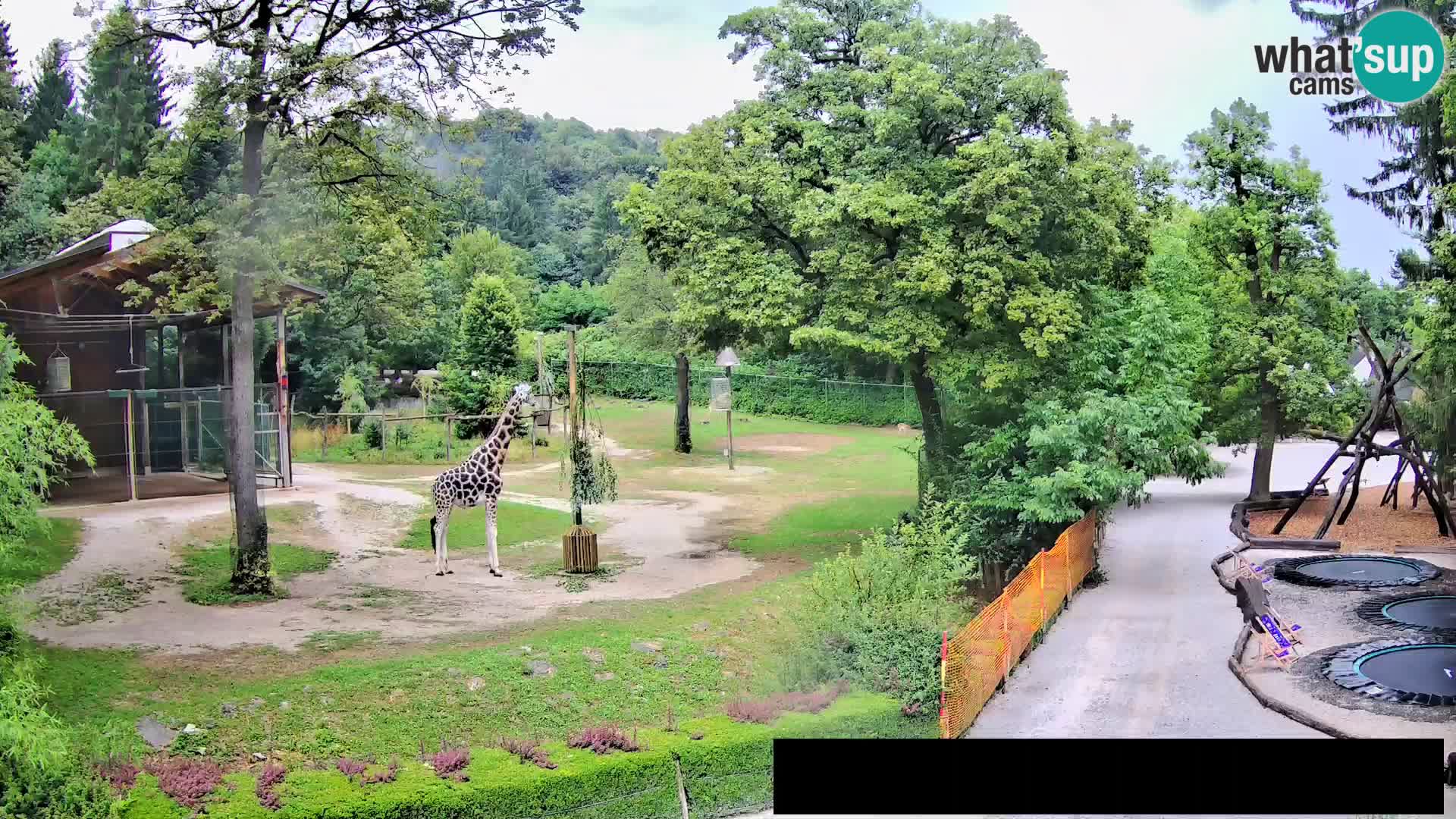 Webcam Zoo Ljubljana – Jirafas