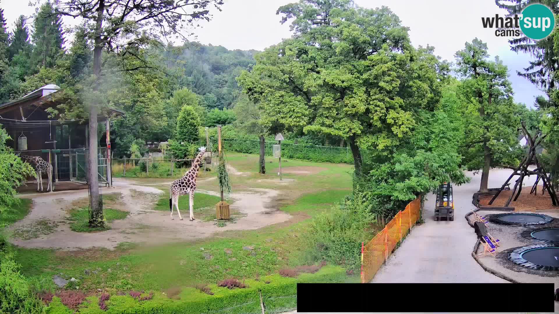 Webcam Zoo Ljubljana – Jirafas