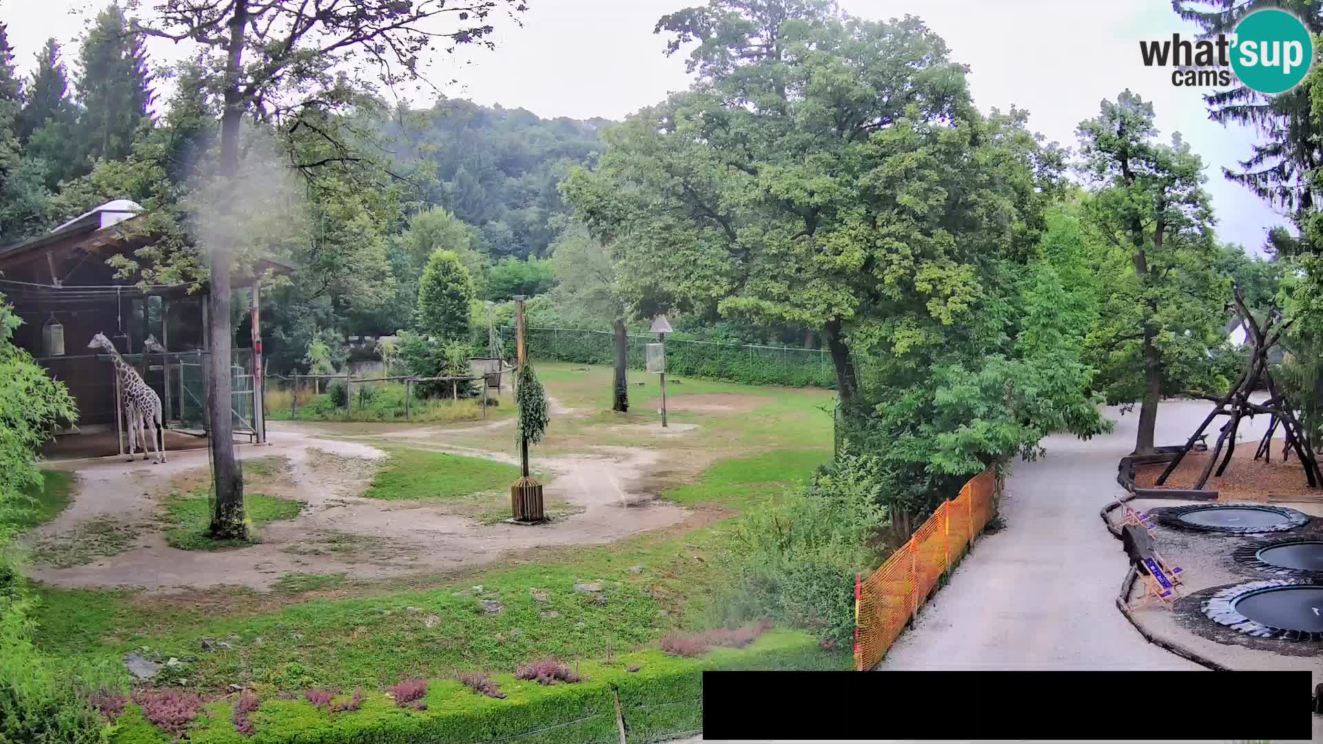 Webcam Zoo Ljubljana – Jirafas