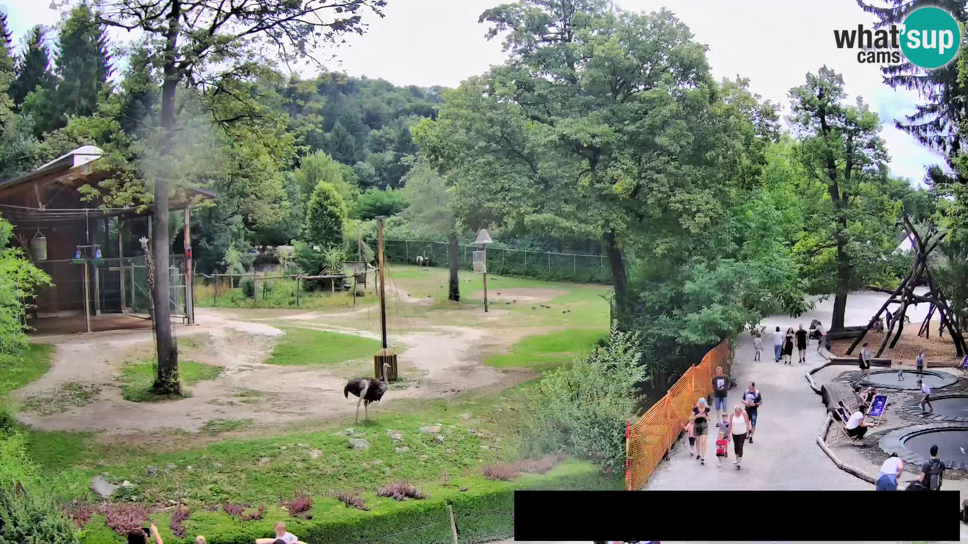 Webcam Zoo Ljubljana – Giraffes
