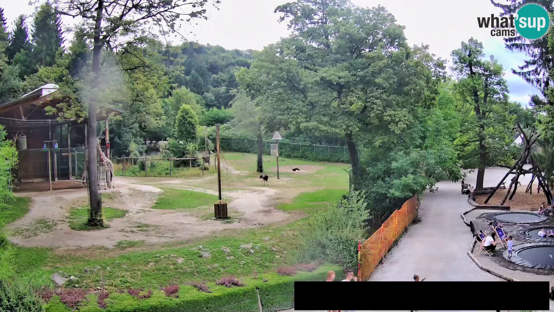 Webcam Zoo Ljubljana – Giraffes