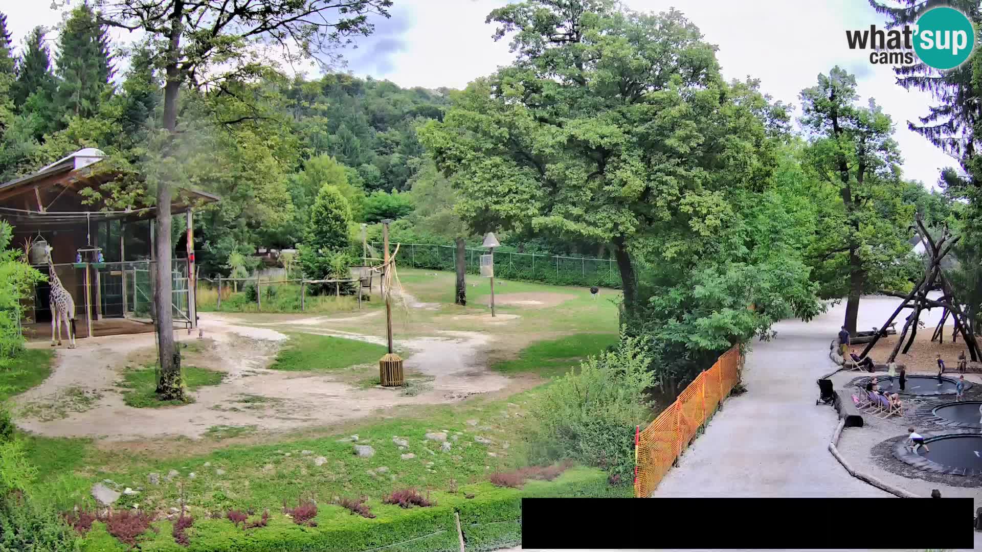 Web kamera Zoo Ljubljana – Žirafe
