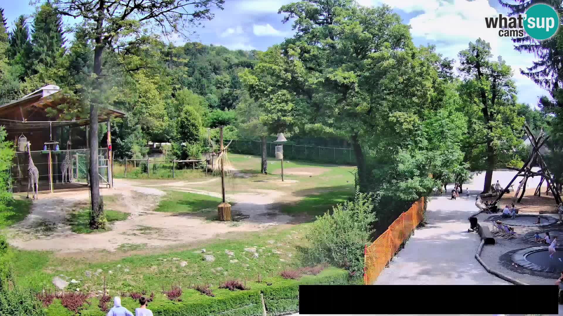 Web kamera Zoo Ljubljana – Žirafe